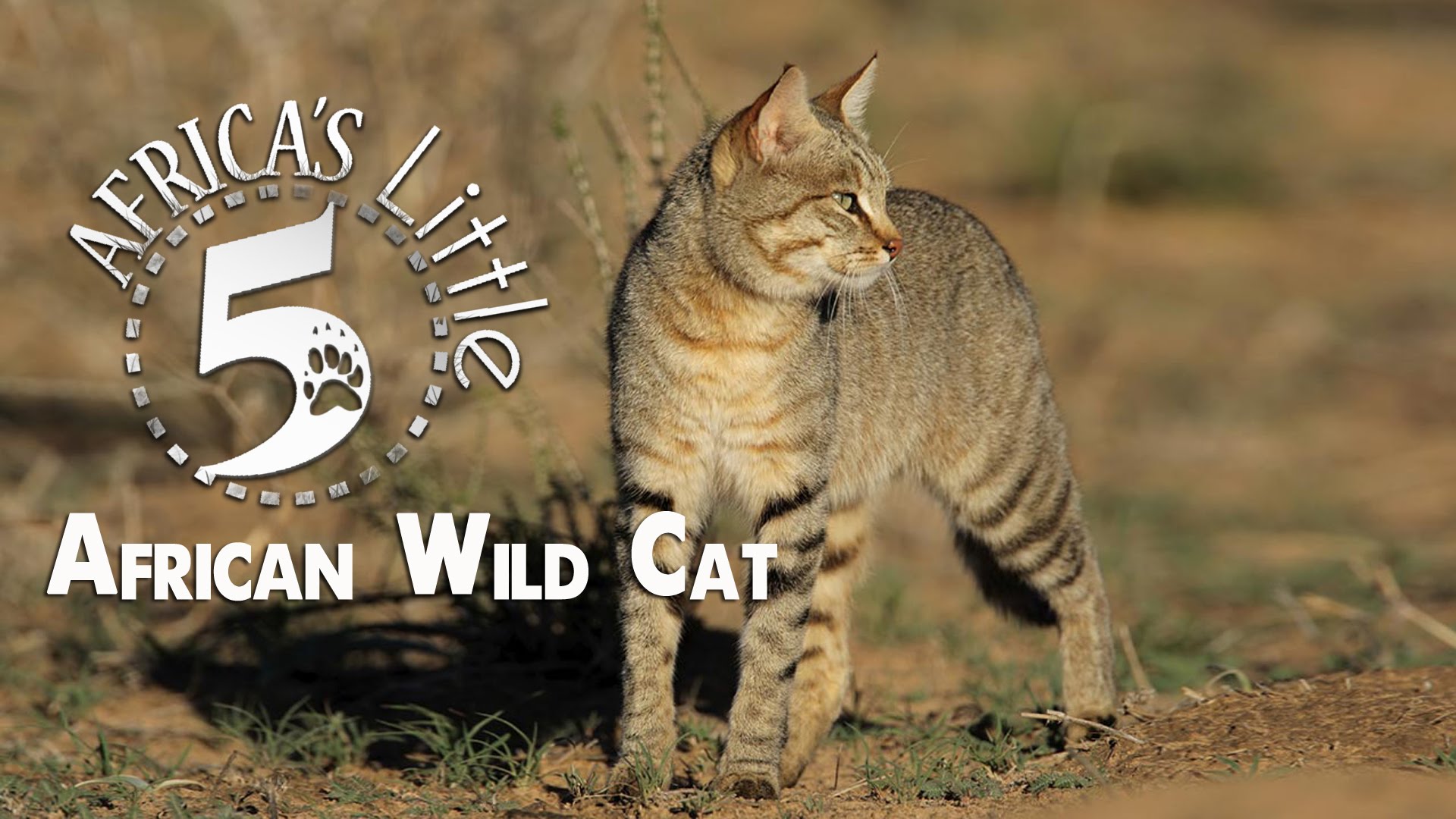 African Wild Cat | AFRICA'S LITTLE 5 - YouTube