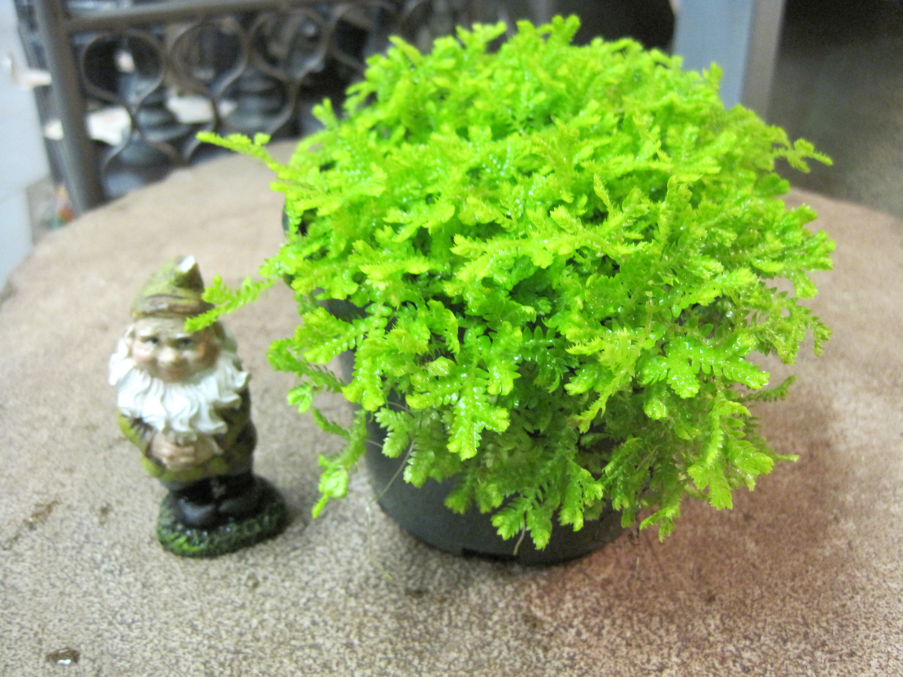 Terrarium and Miniature Garden Plants - Otten Bros.