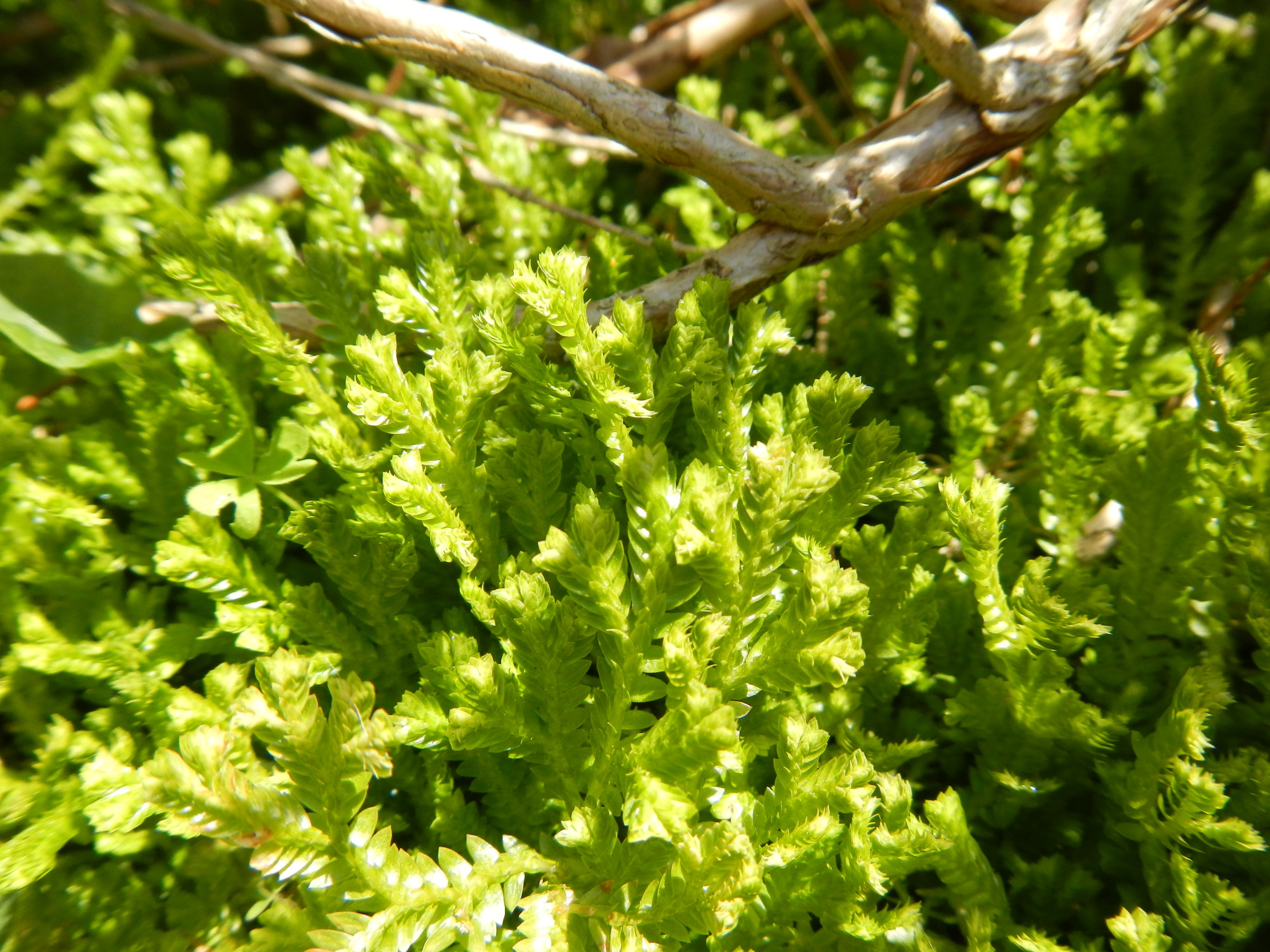 Krauss's Clubmoss, scarce in Sussex - Sussex Botanical Recording Society