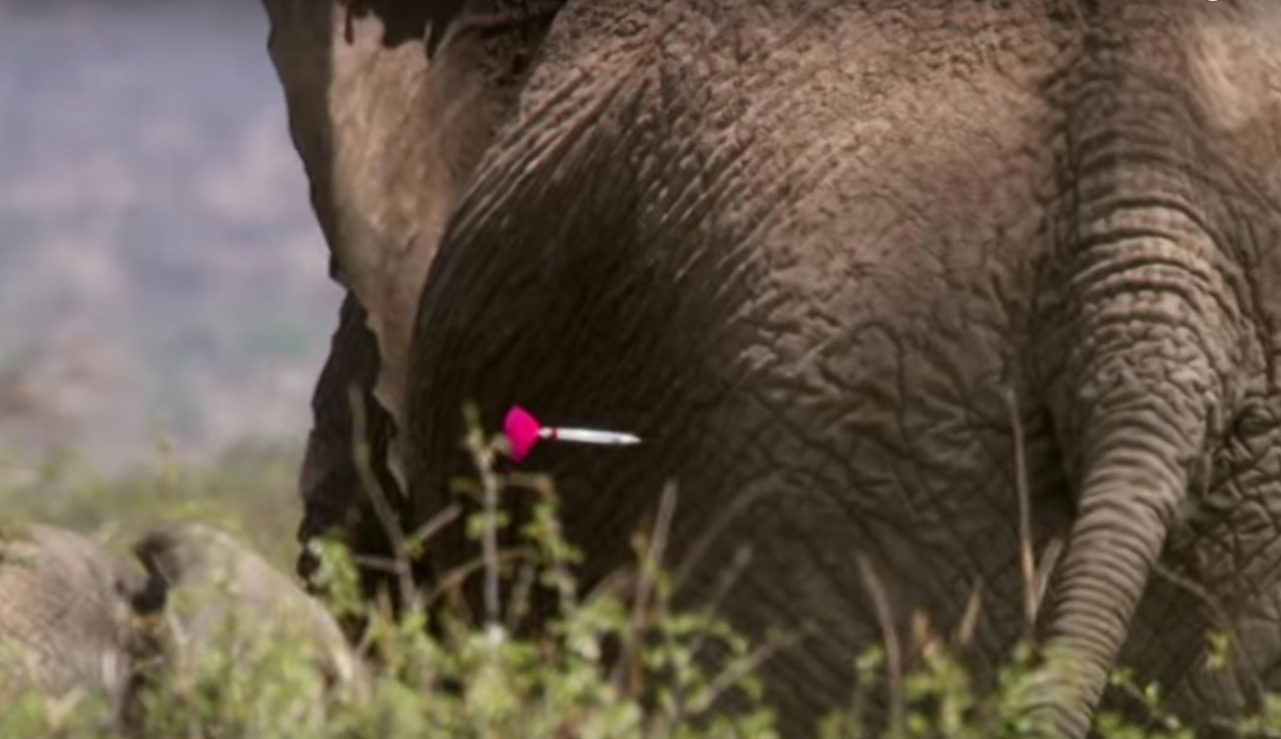 Tranquillising Wild African Elephants | This Wild Life | BBC - YouTube