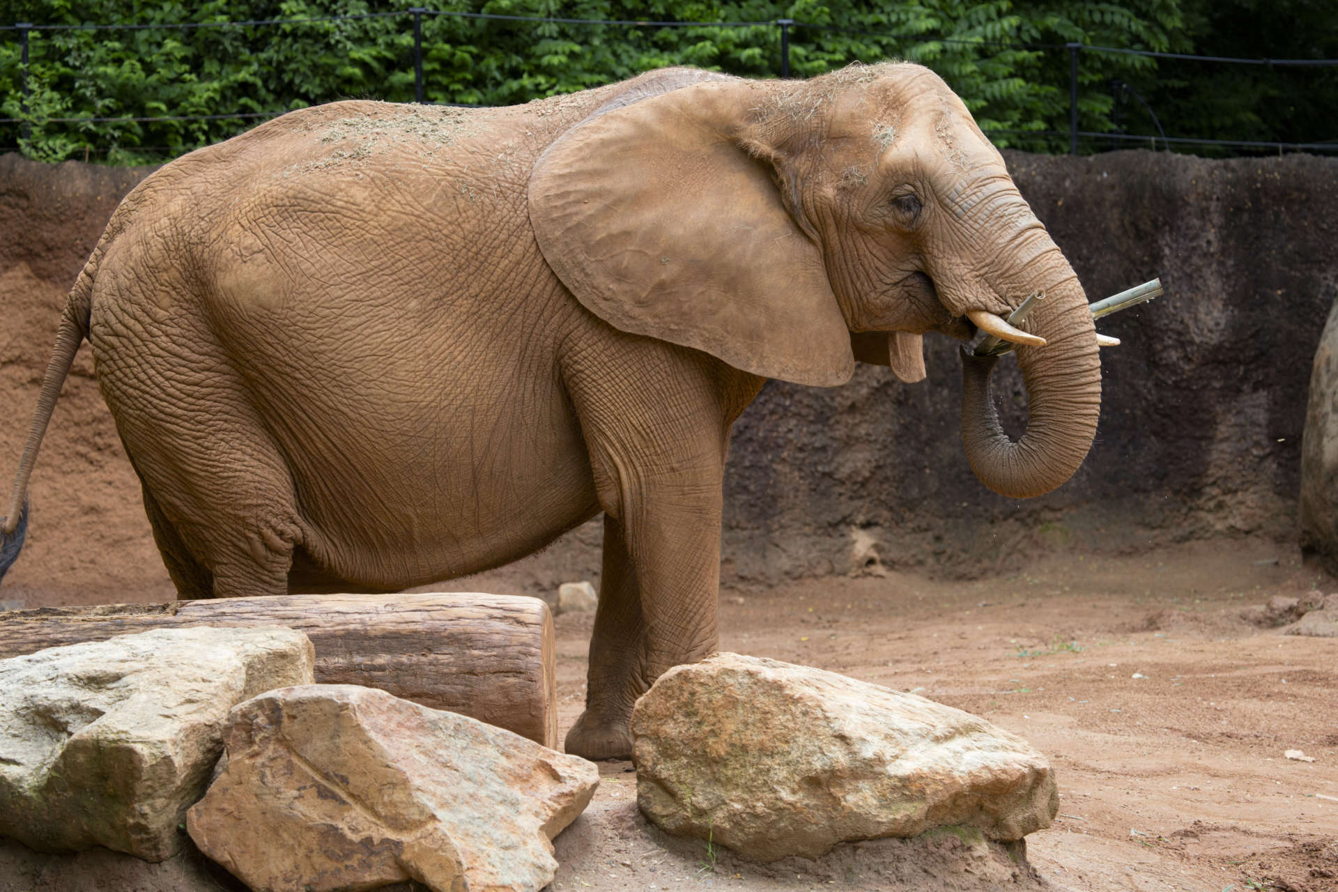 Слоновый язык. Zoo Elephant. Язык слна. Elephant in the Zoo.
