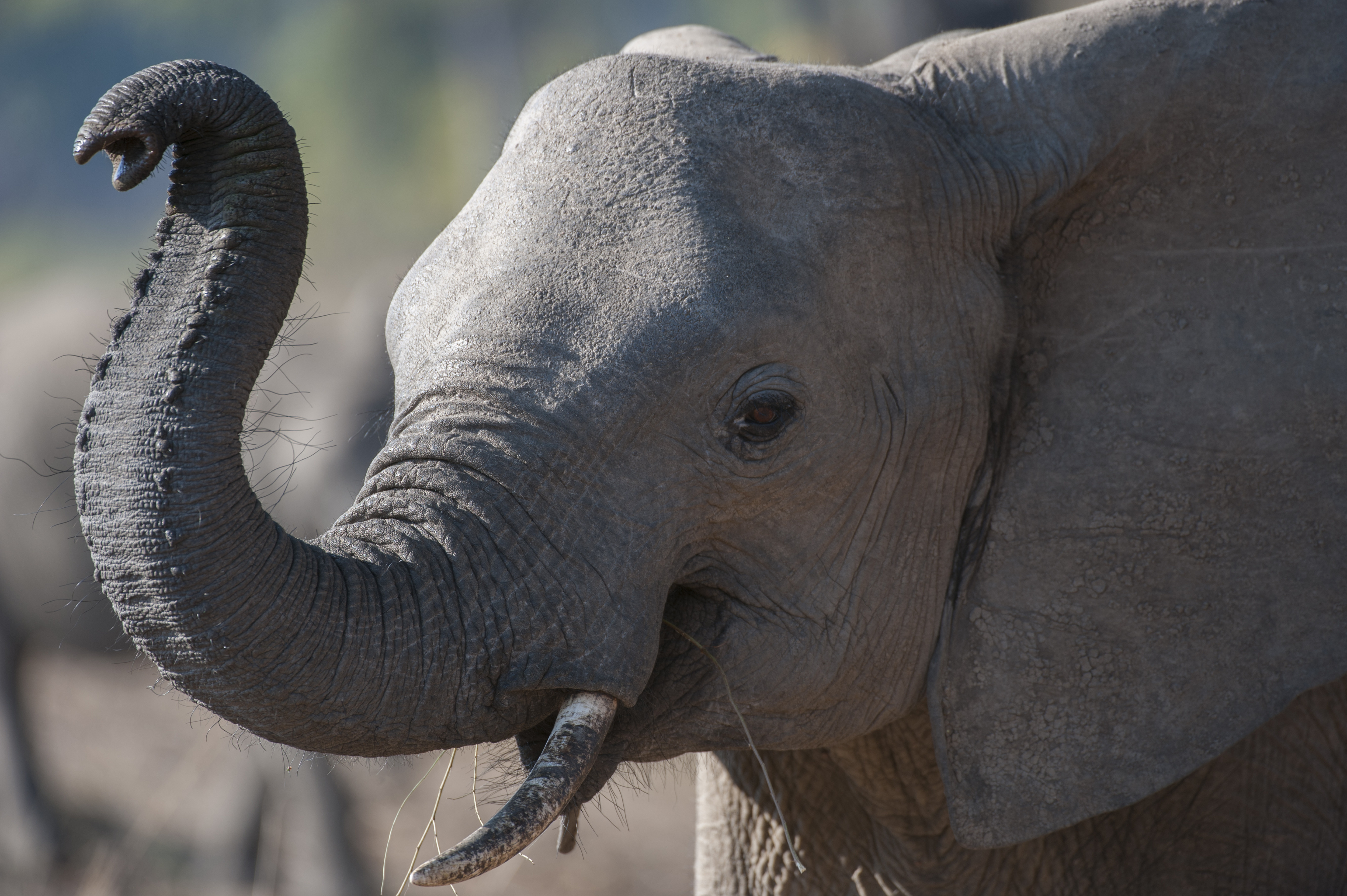 African Elephants Could Be Extinct Within 20 Years, Experts Say | Time