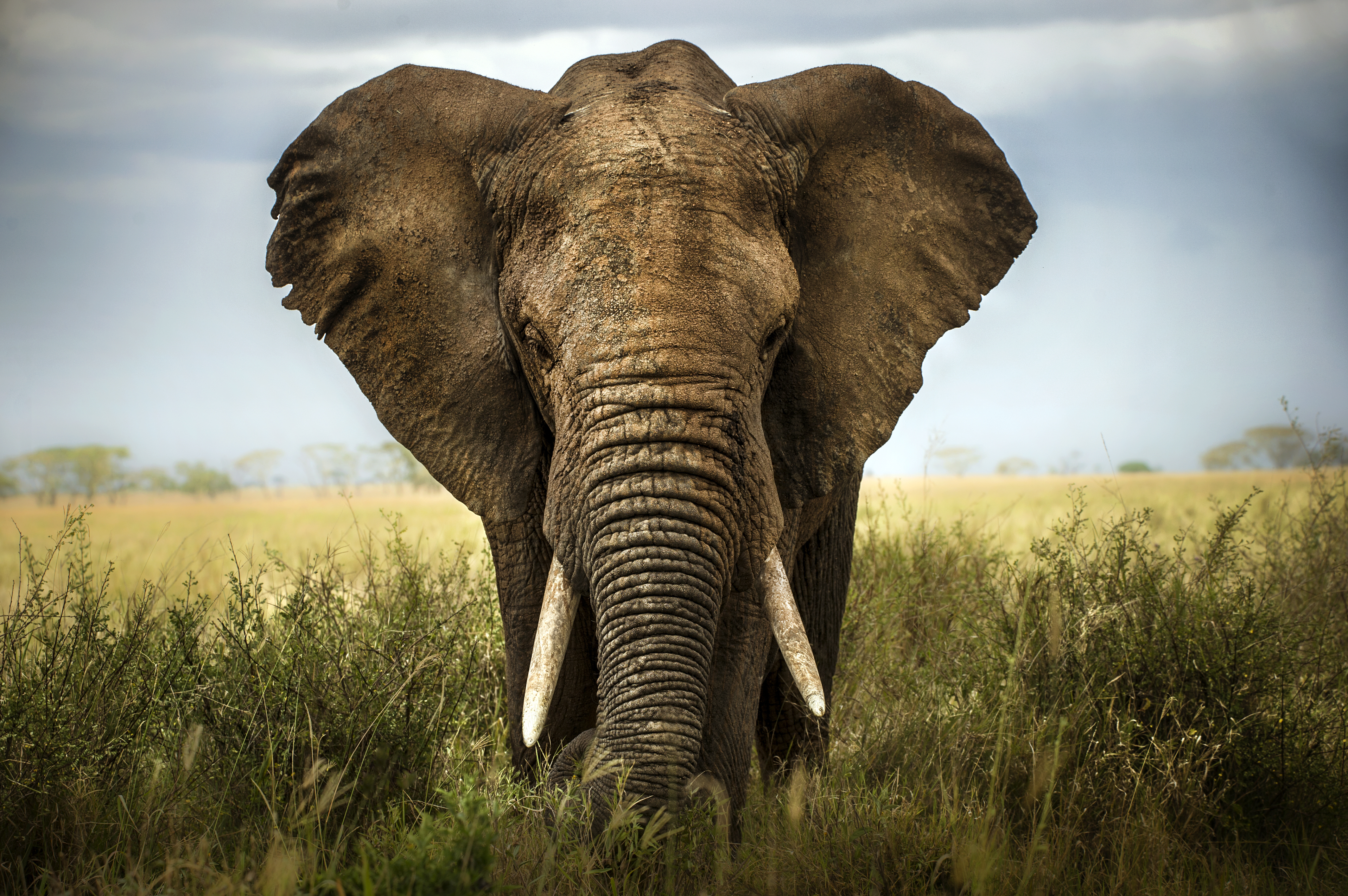 The Differences Between Mammoths & Elephants | Sciencing
