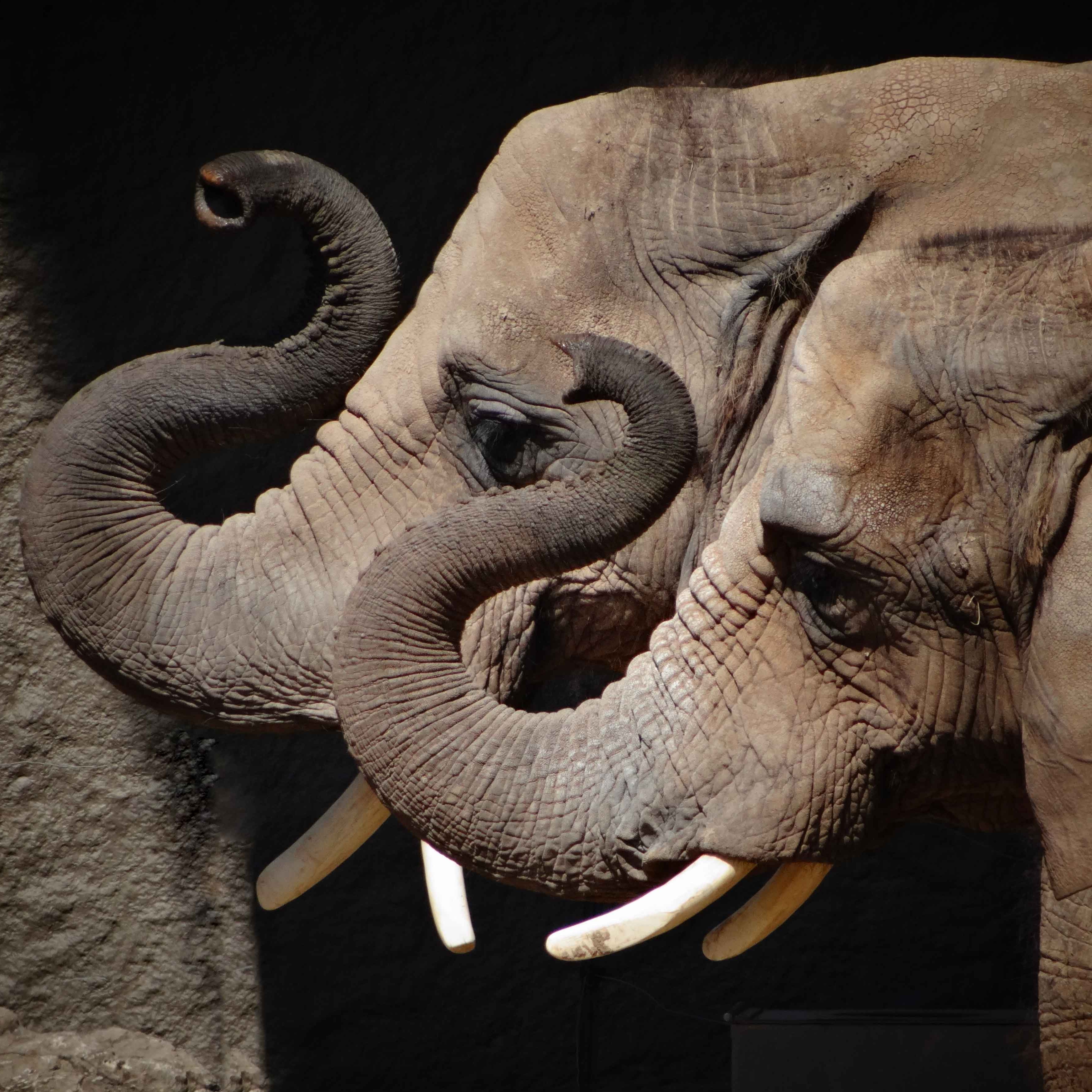 African Elephants - Seneca Park Zoo