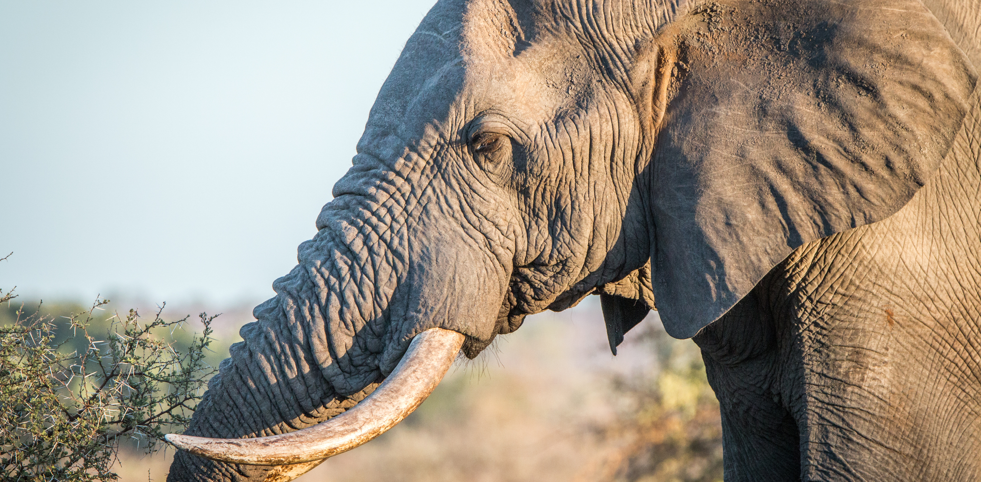African-Elephant-5.jpg