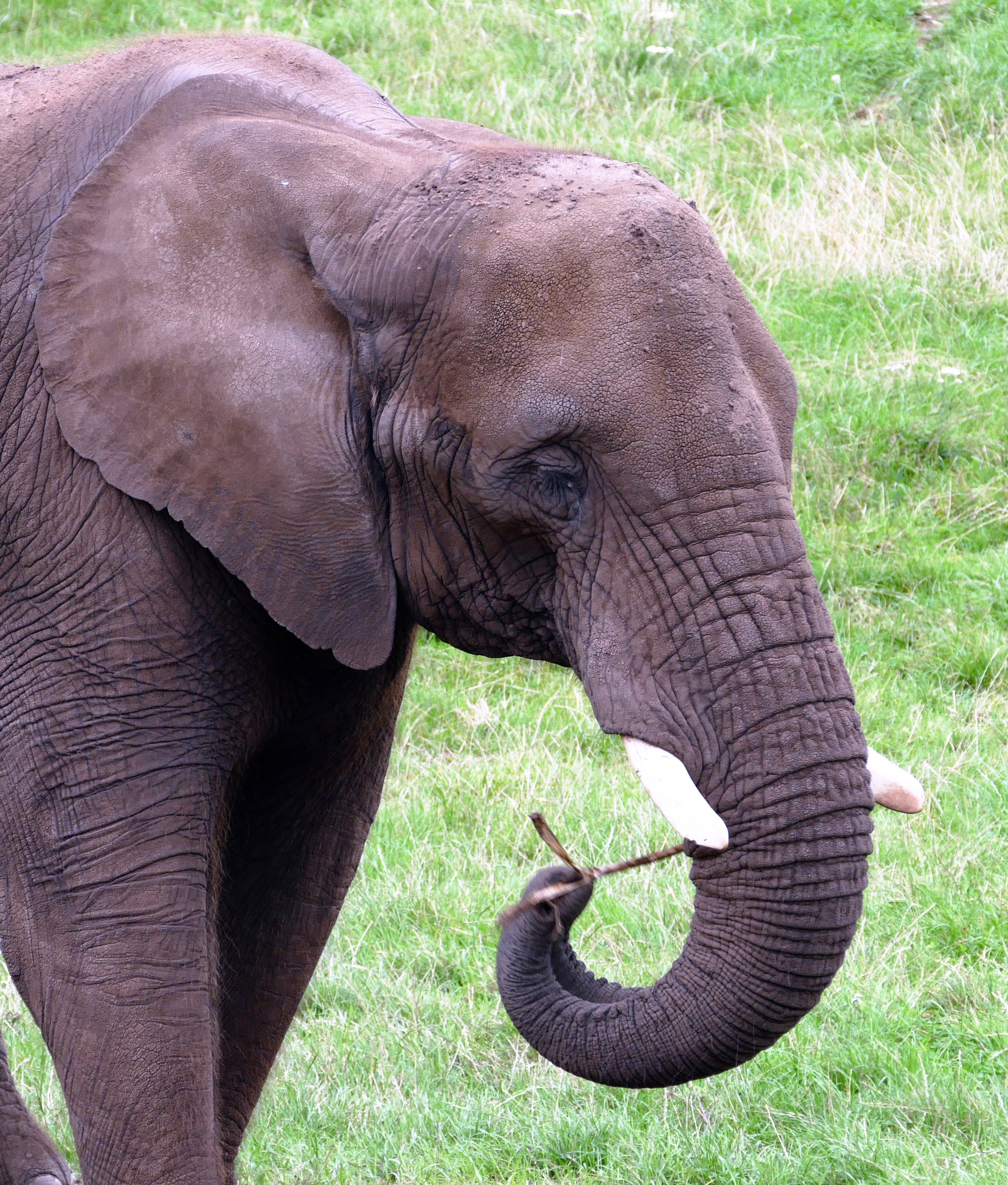 Слоновые уши. Хобот африканского слона. Африканский слон Хобок. Травоядные животные. Нос слона.