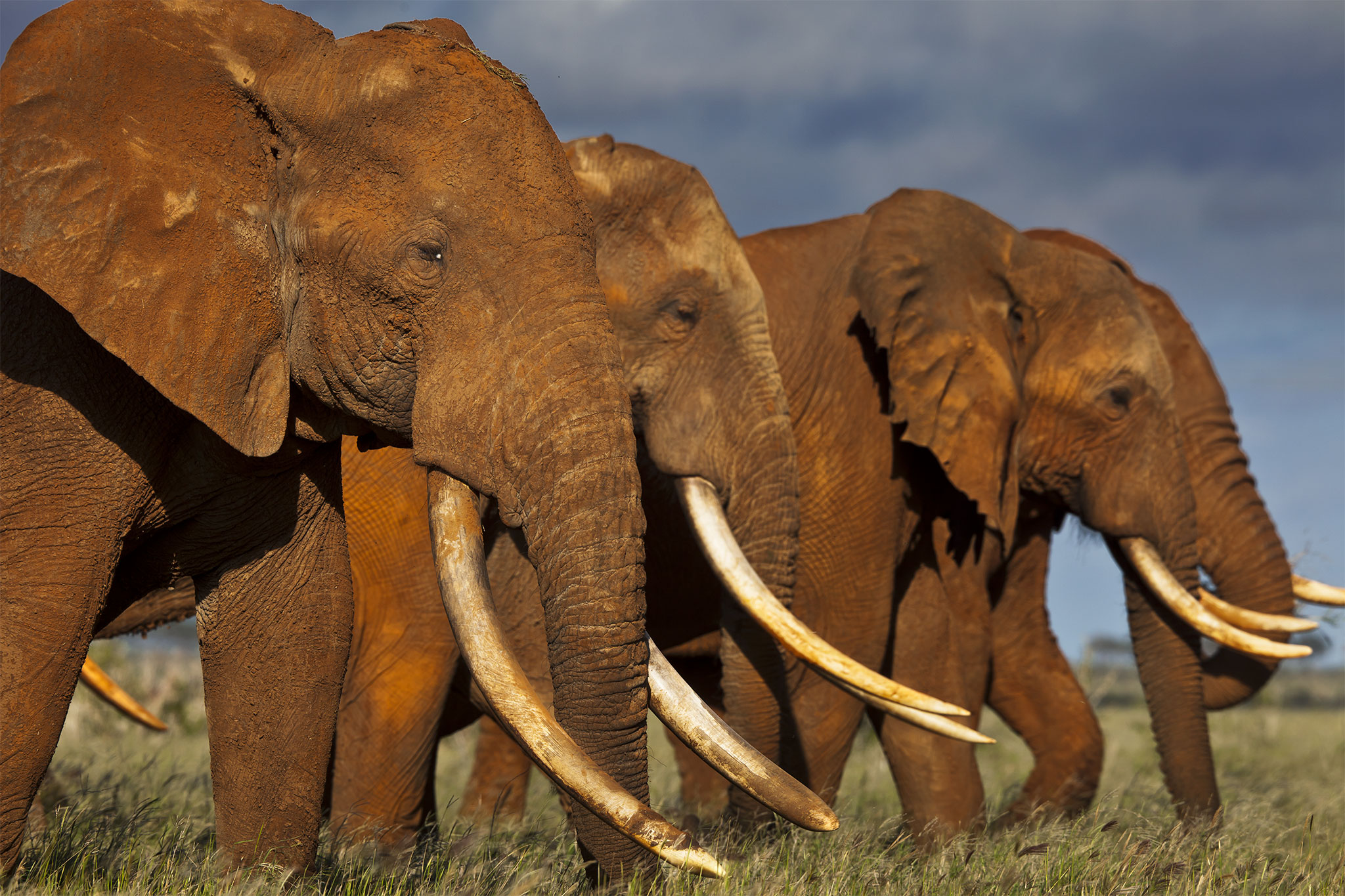 Why Some Countries Don't Want to Do More to Protect Elephants