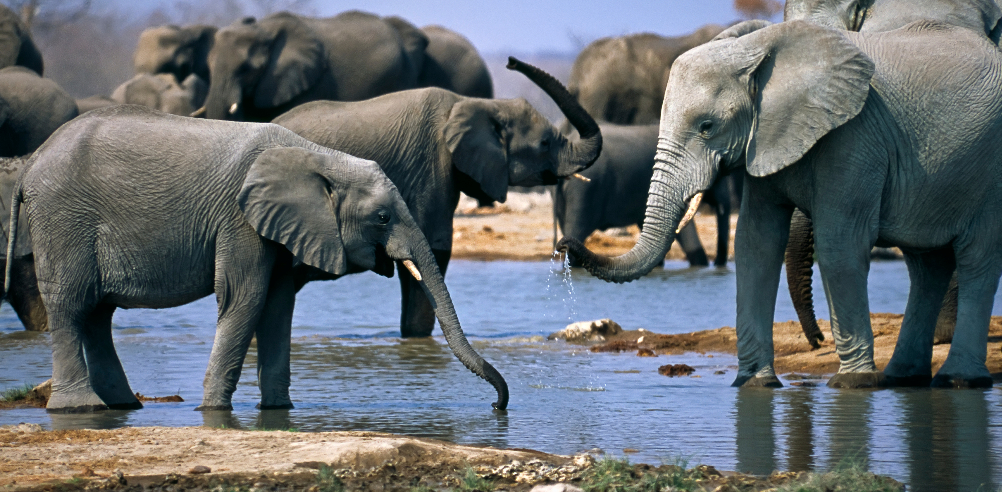 African elephant photo