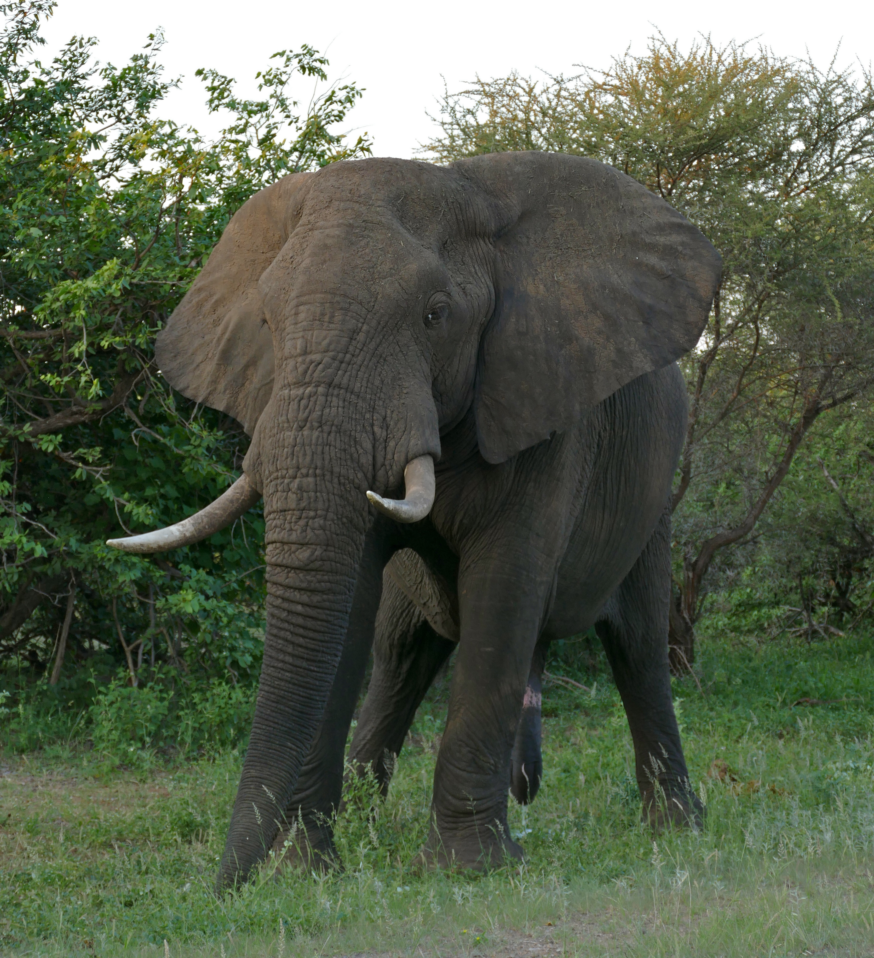 African bush elephant - Wikipedia
