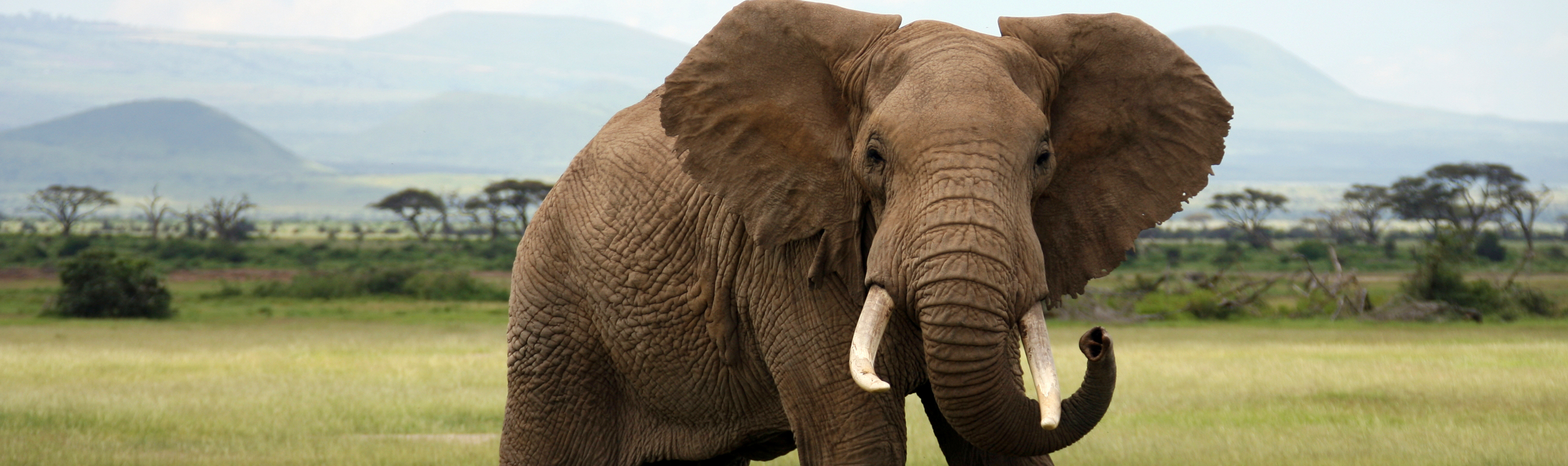 Species Profile: African Elephant (Loxodonta africana) | Rainforest ...