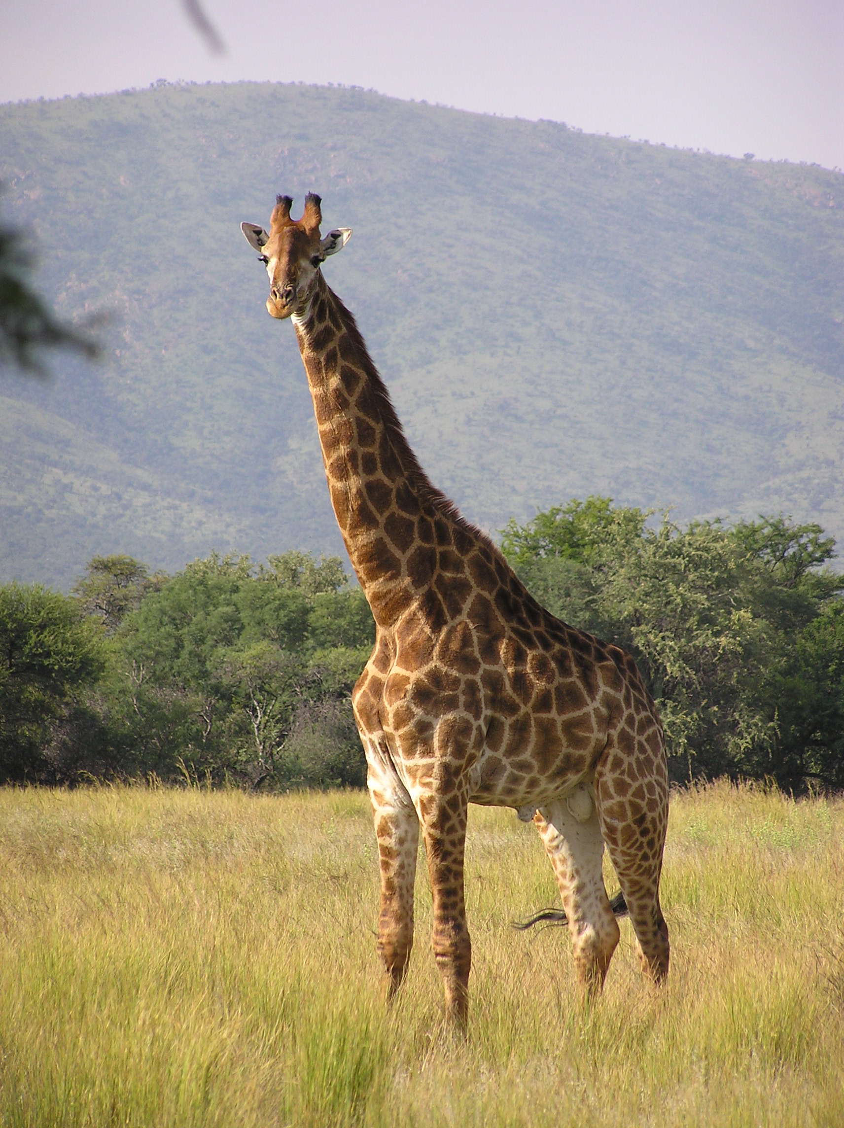 South African giraffe - Wikipedia