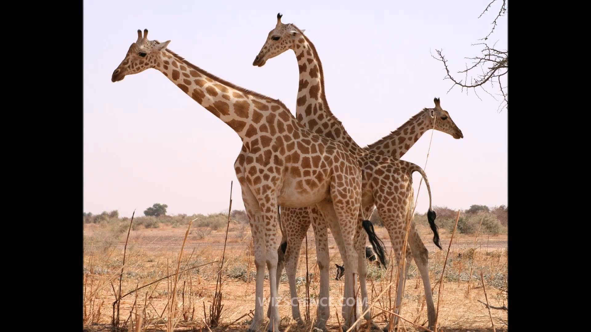 West African giraffe - Video Learning - WizScience.com - YouTube