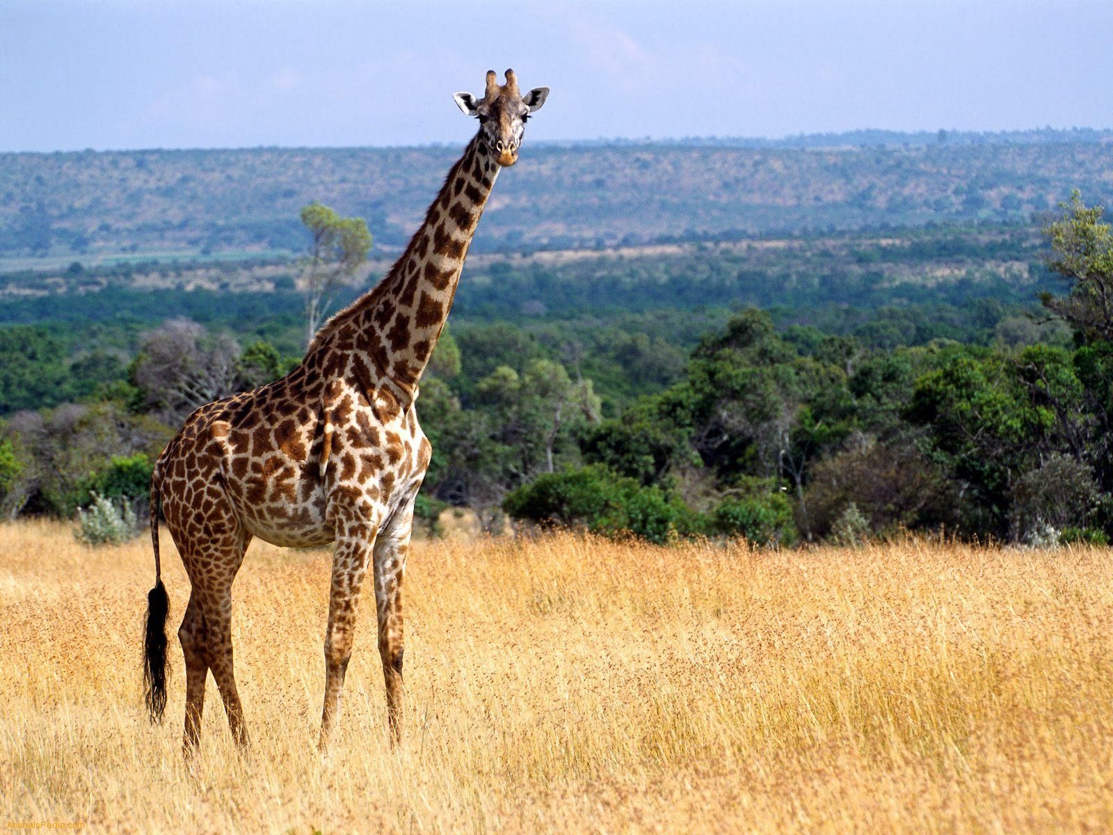 African Giraffes Facts With Images And Video | African Animals ...