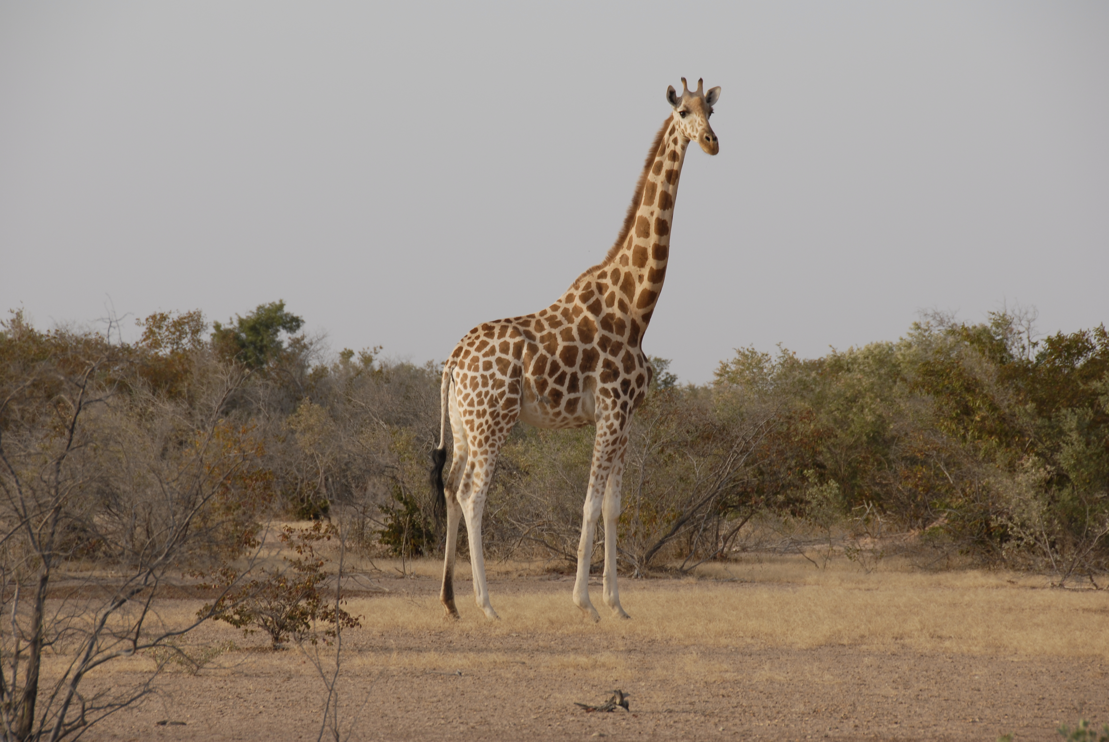 Saving the Last West African Giraffe | Sahara Conservation Fund