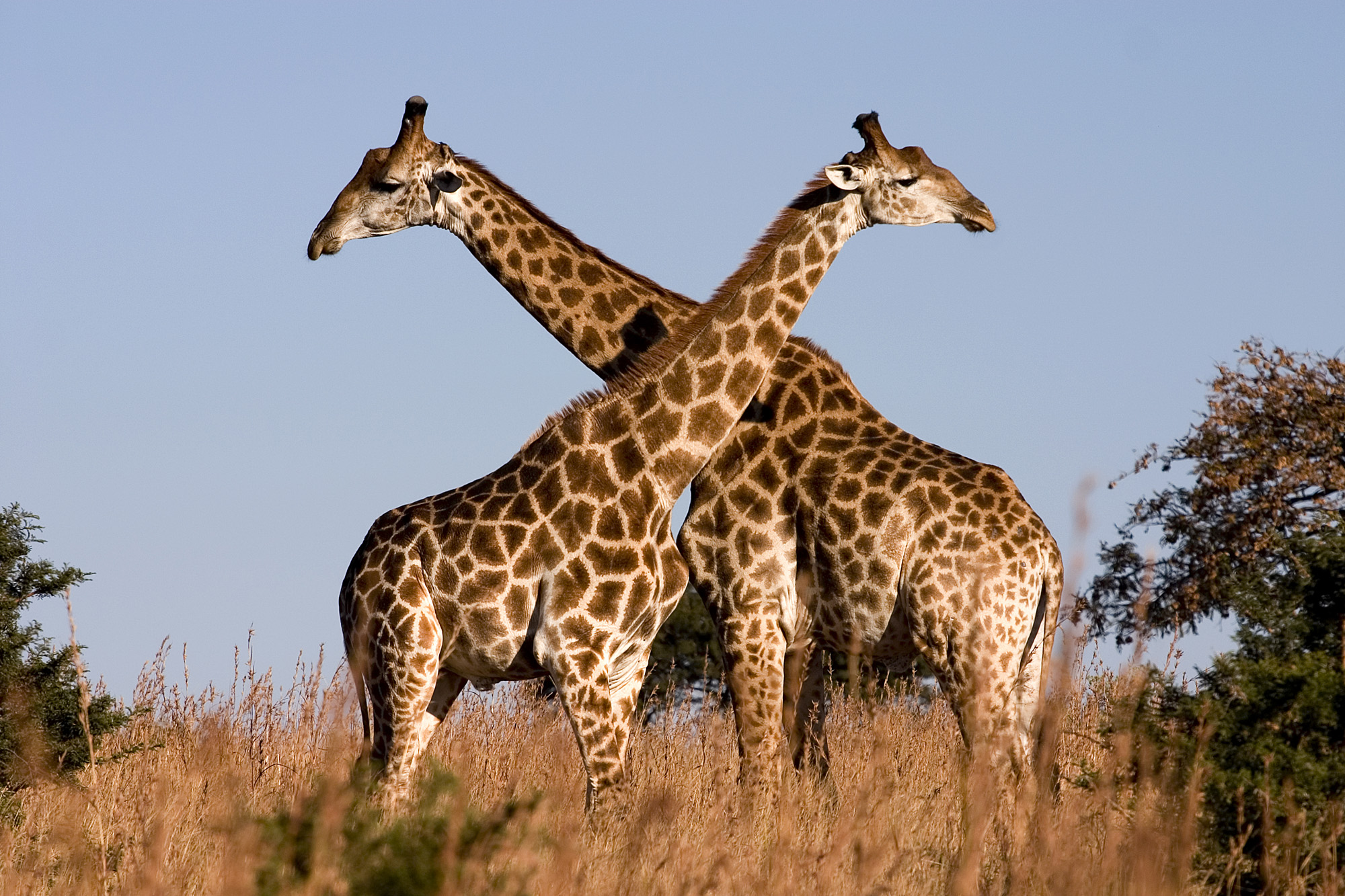 So When Is a Giraffe a Giraffe? - Planet Experts