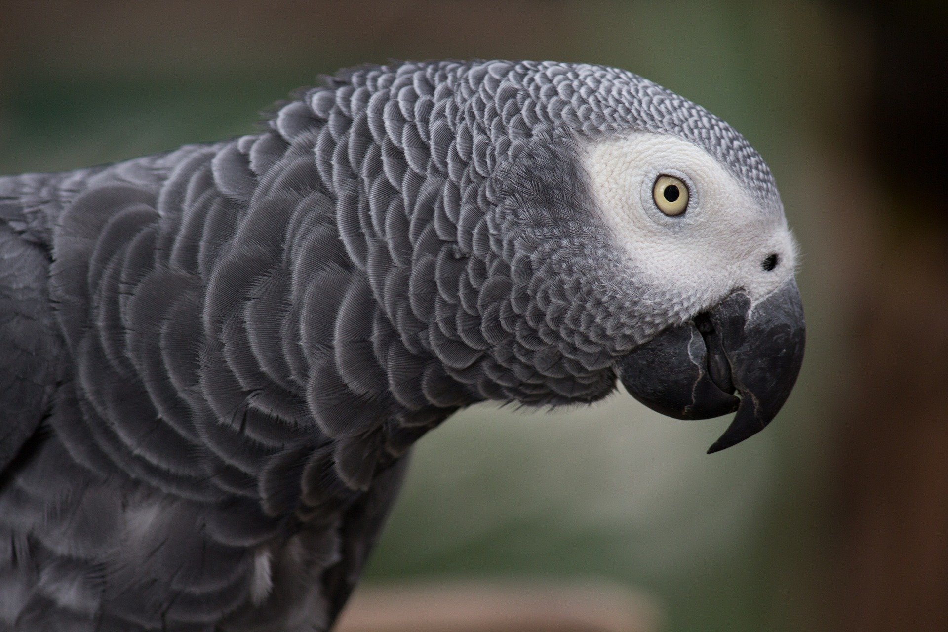 African grey parrot photo