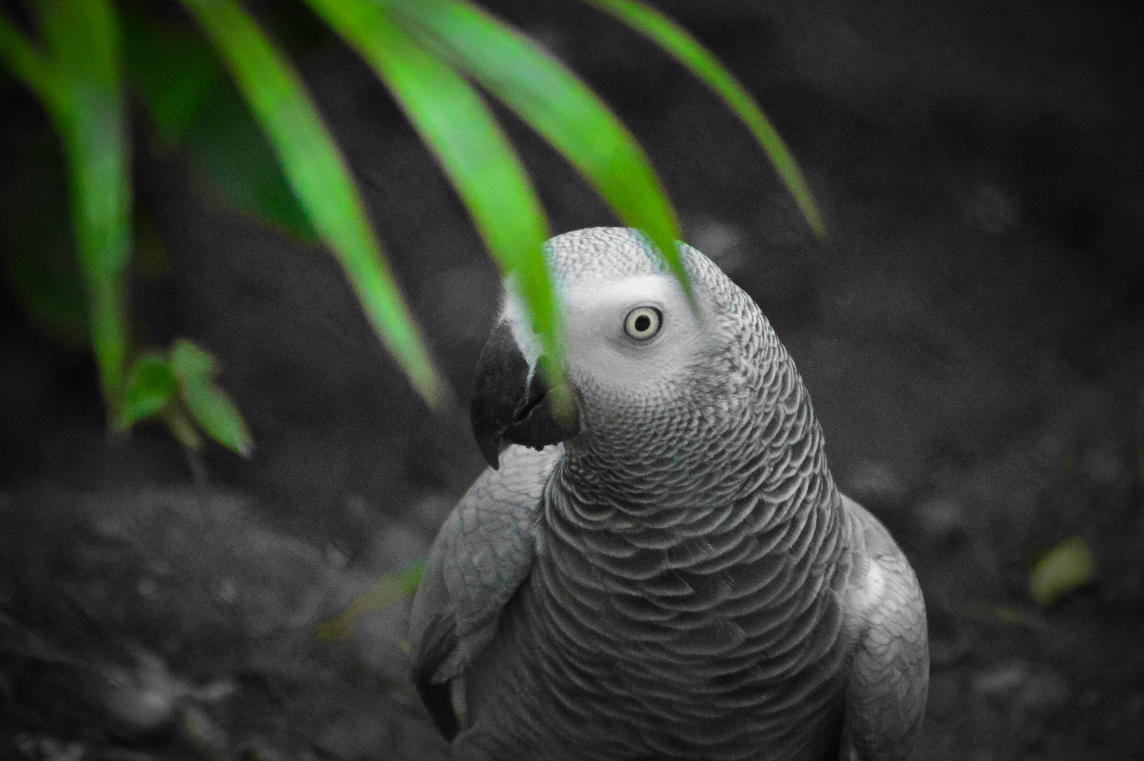 African grey parrot photo
