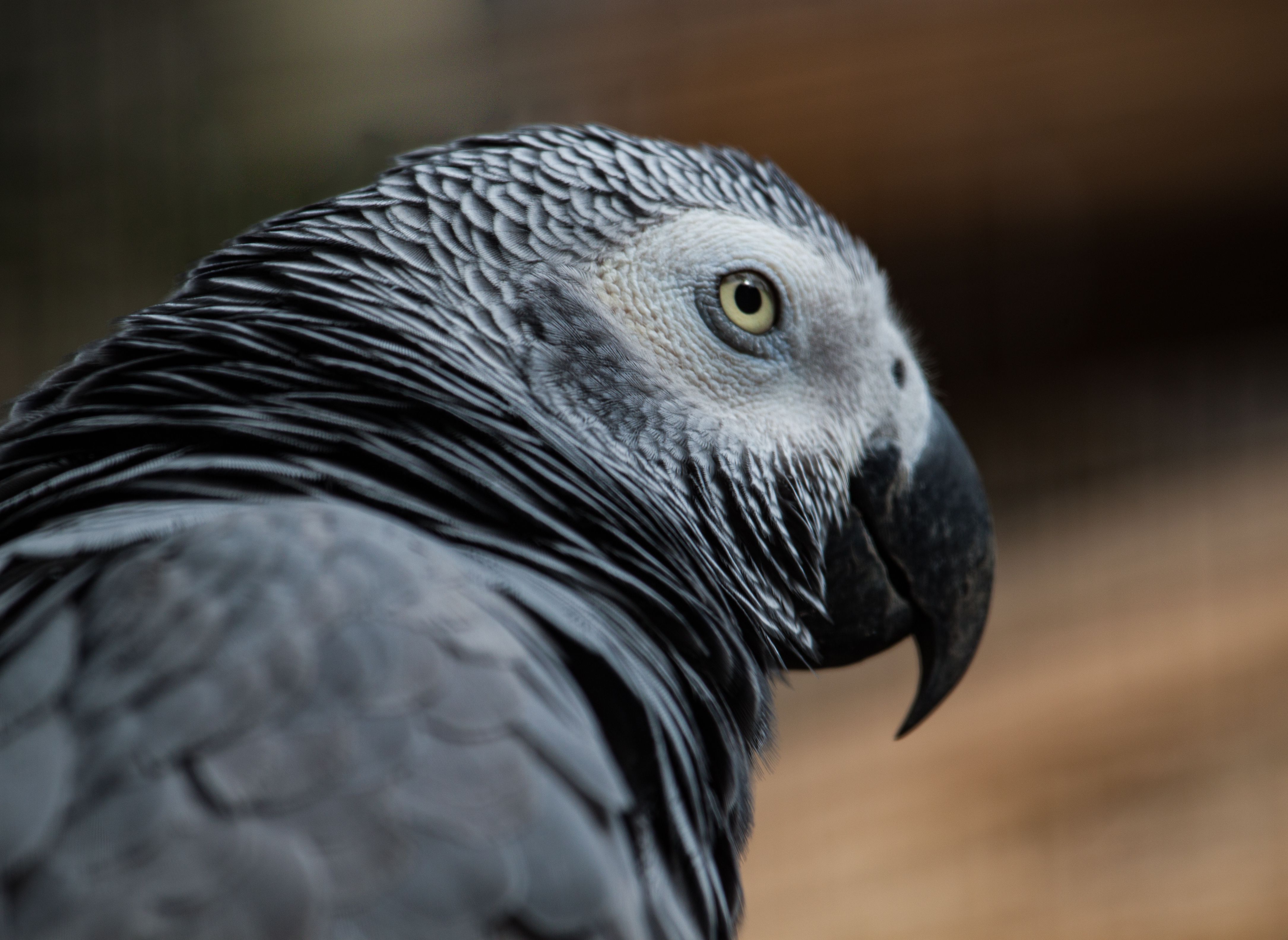 Facts About African Grey Parrots