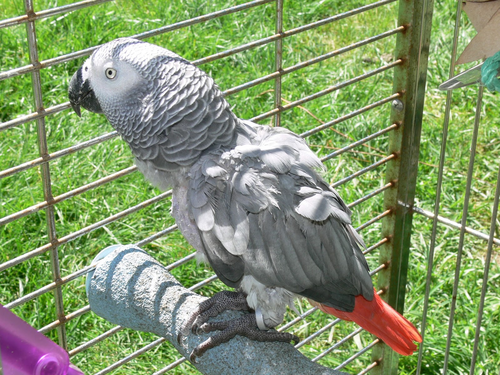 EATLEMANIA!: African Grey Parrot