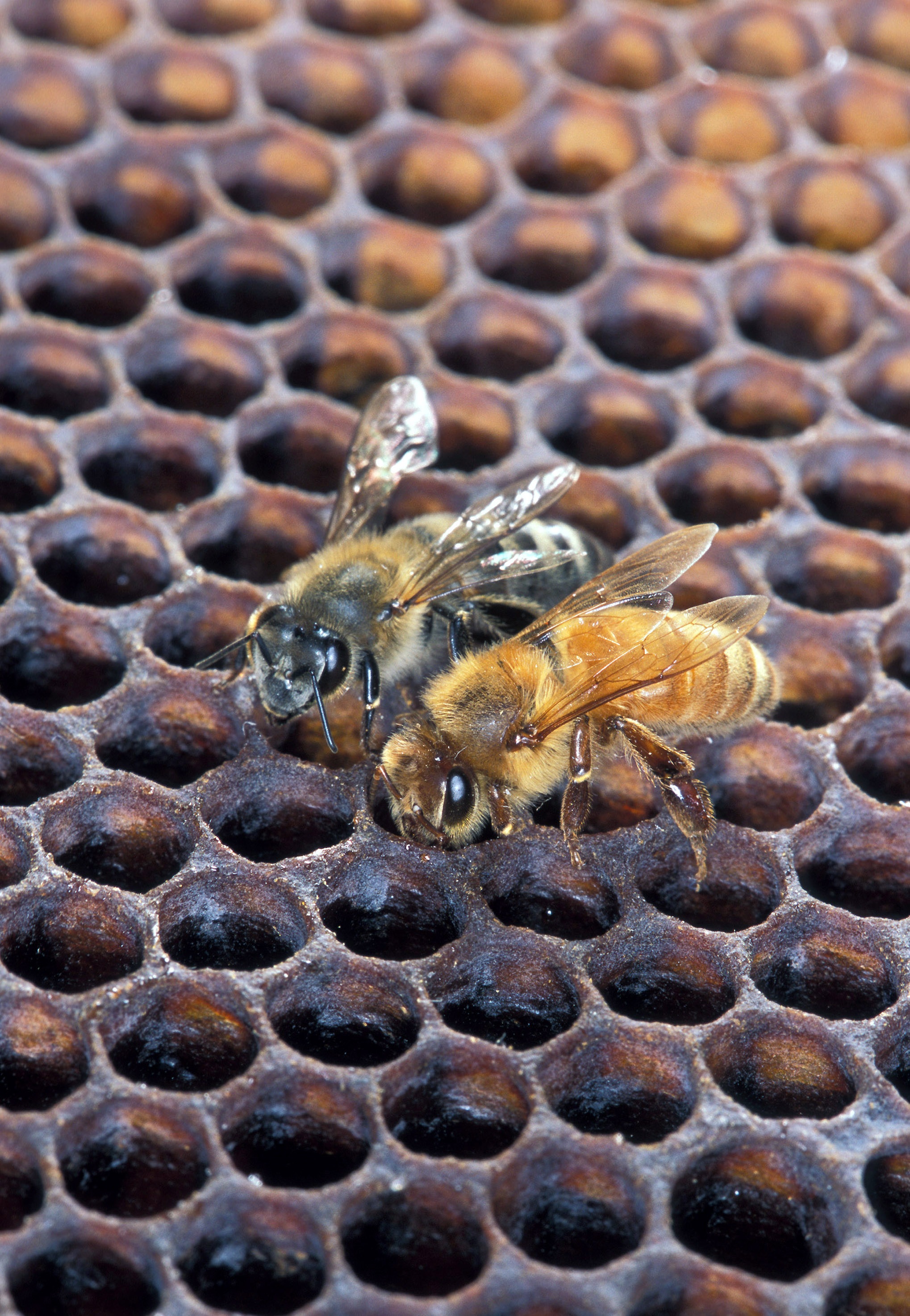 African honeybee photo