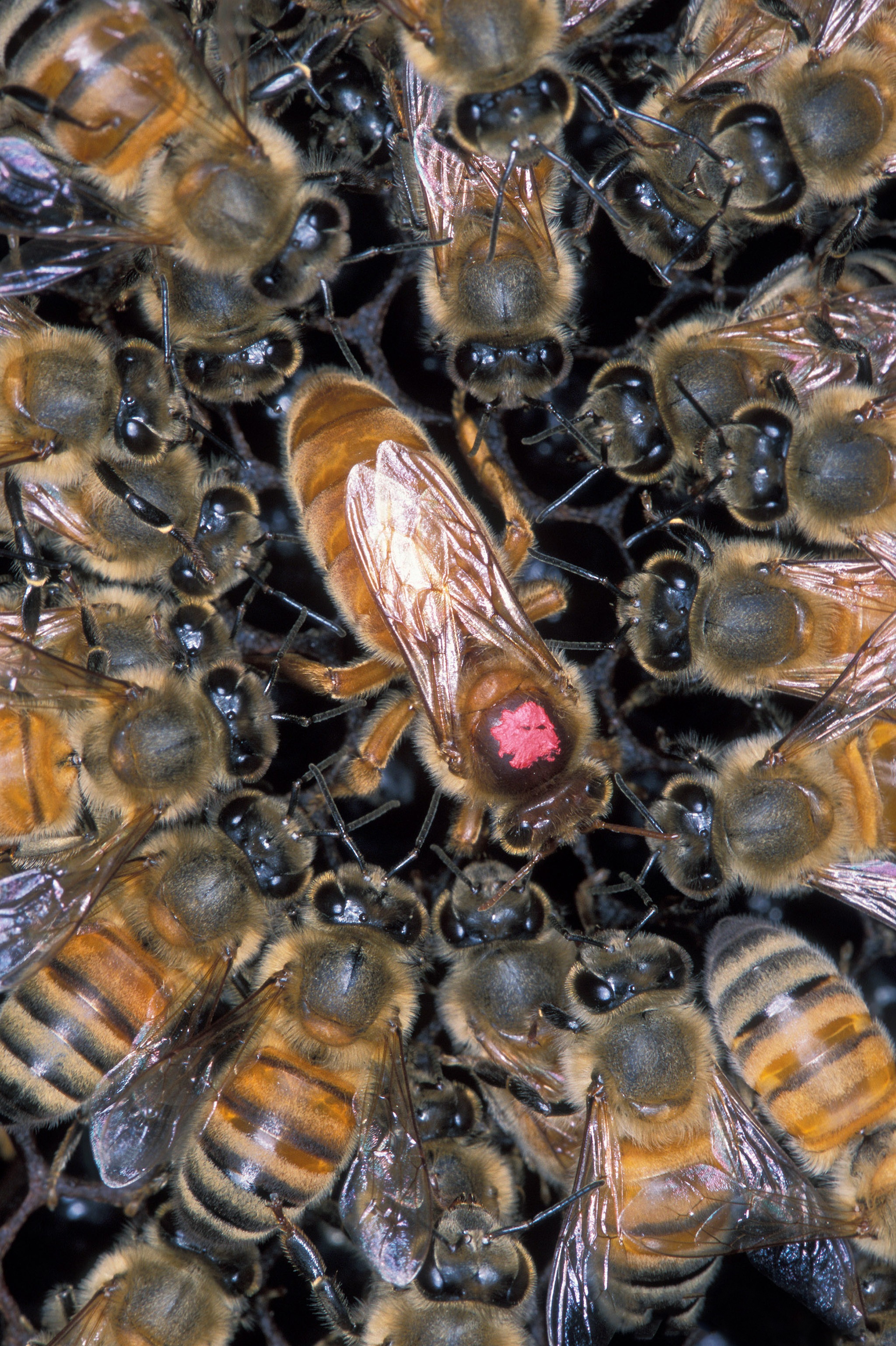 African honeybee photo