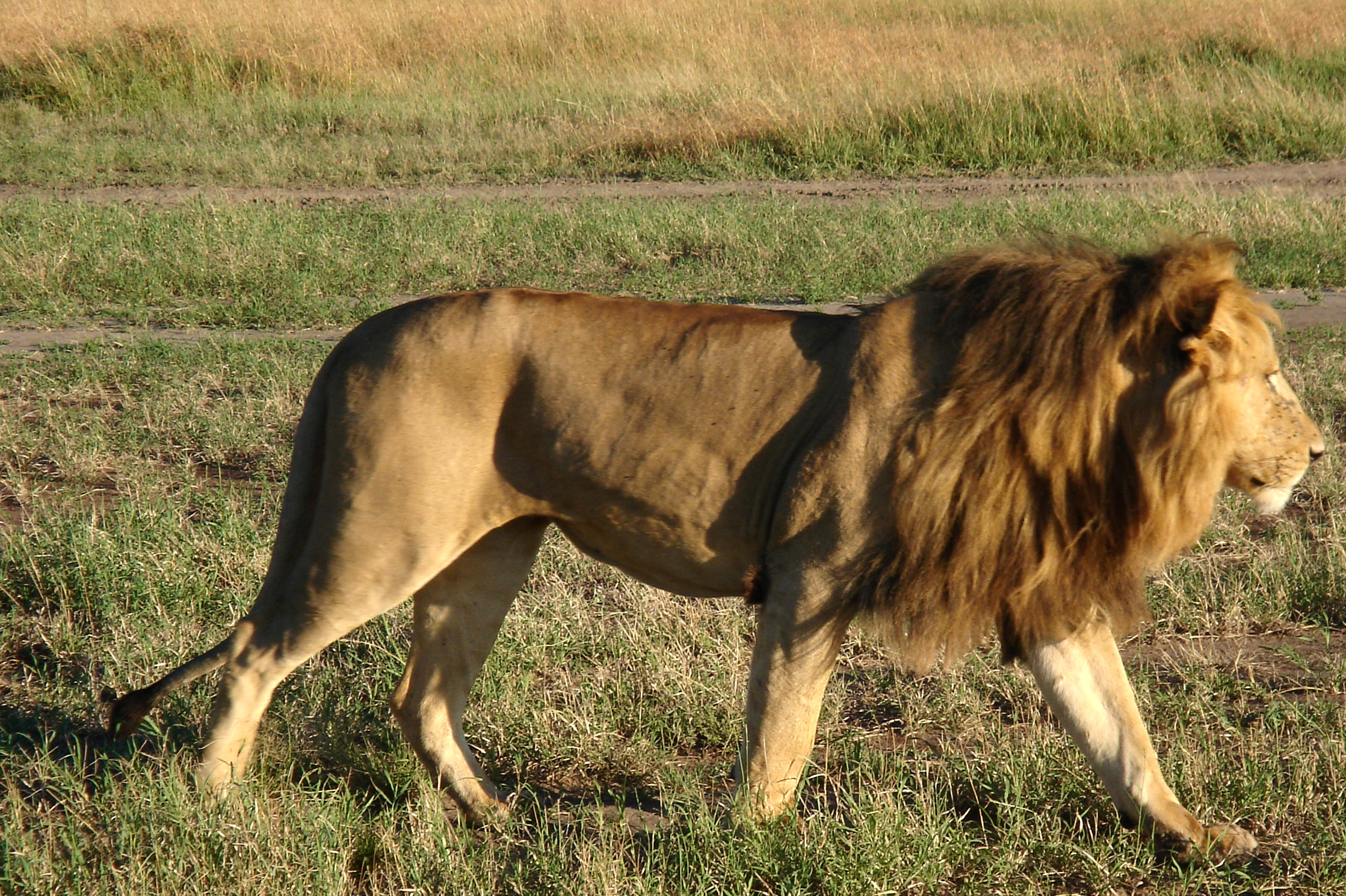 File:African Lion 3.jpg - Wikimedia Commons