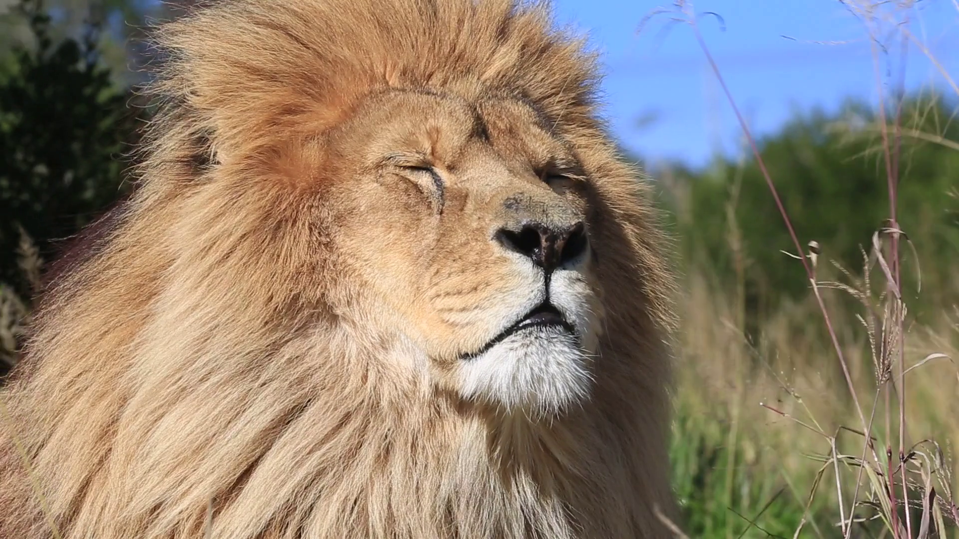 African lion (Panthera leo) portrait in wind (some camera bounce ...