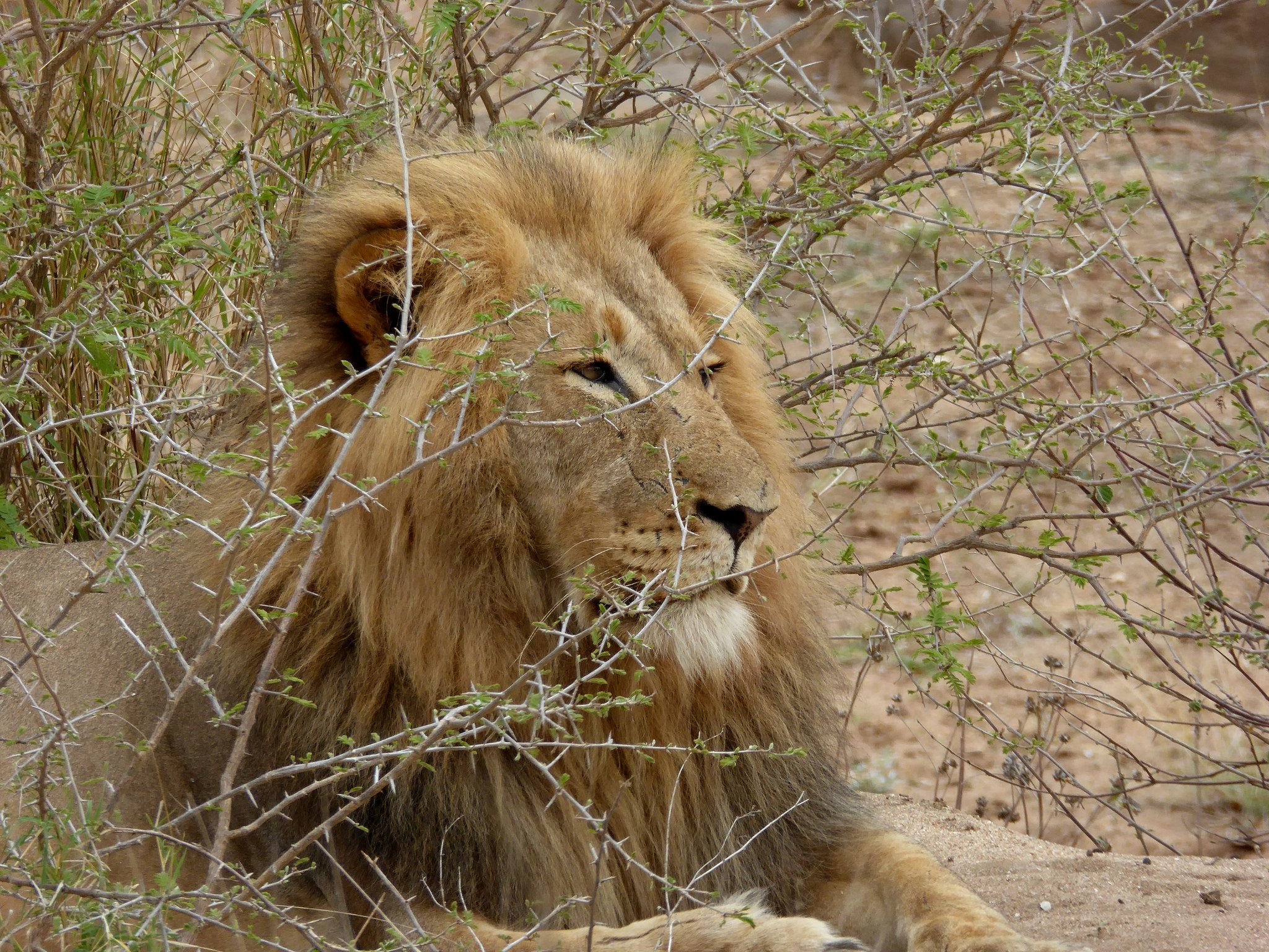 Recovering population of Zimbabwean African lions show low genetic ...