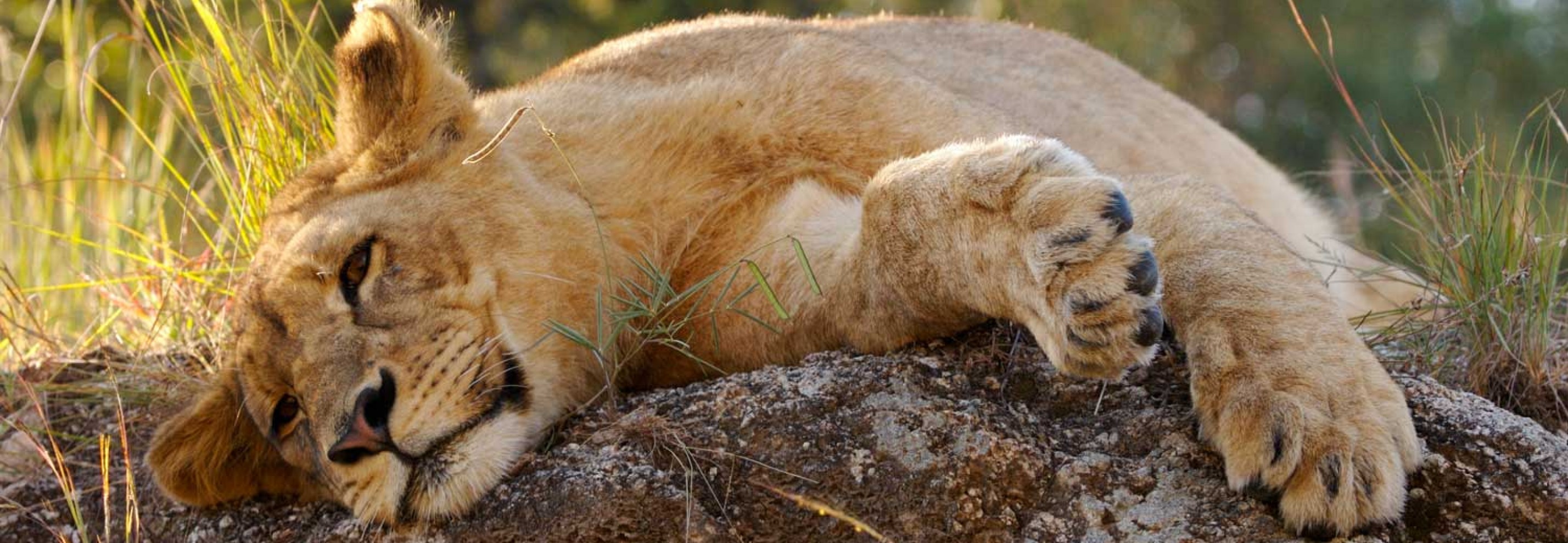 About Lions - ALERT | African Lion & Environmental Research Trust