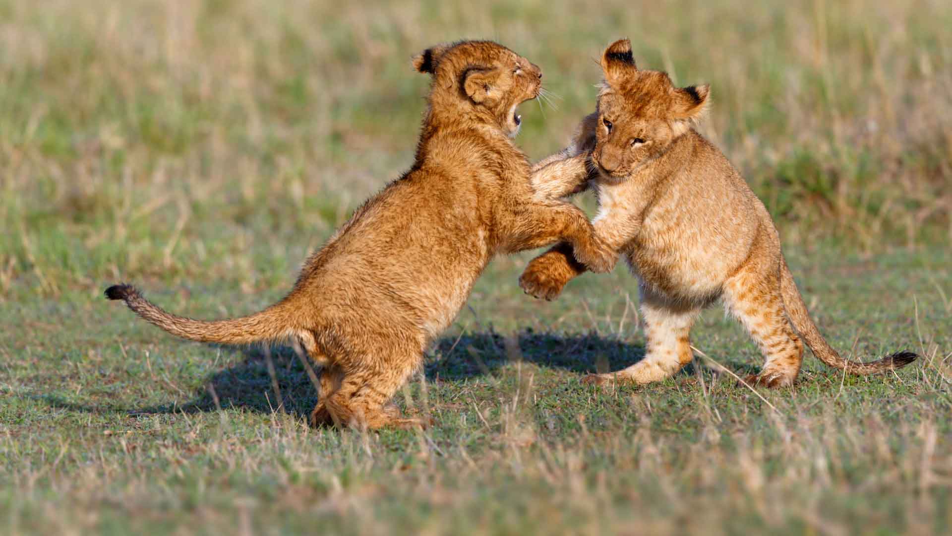 African Lion Safaris & Holidays - Natural World Safaris