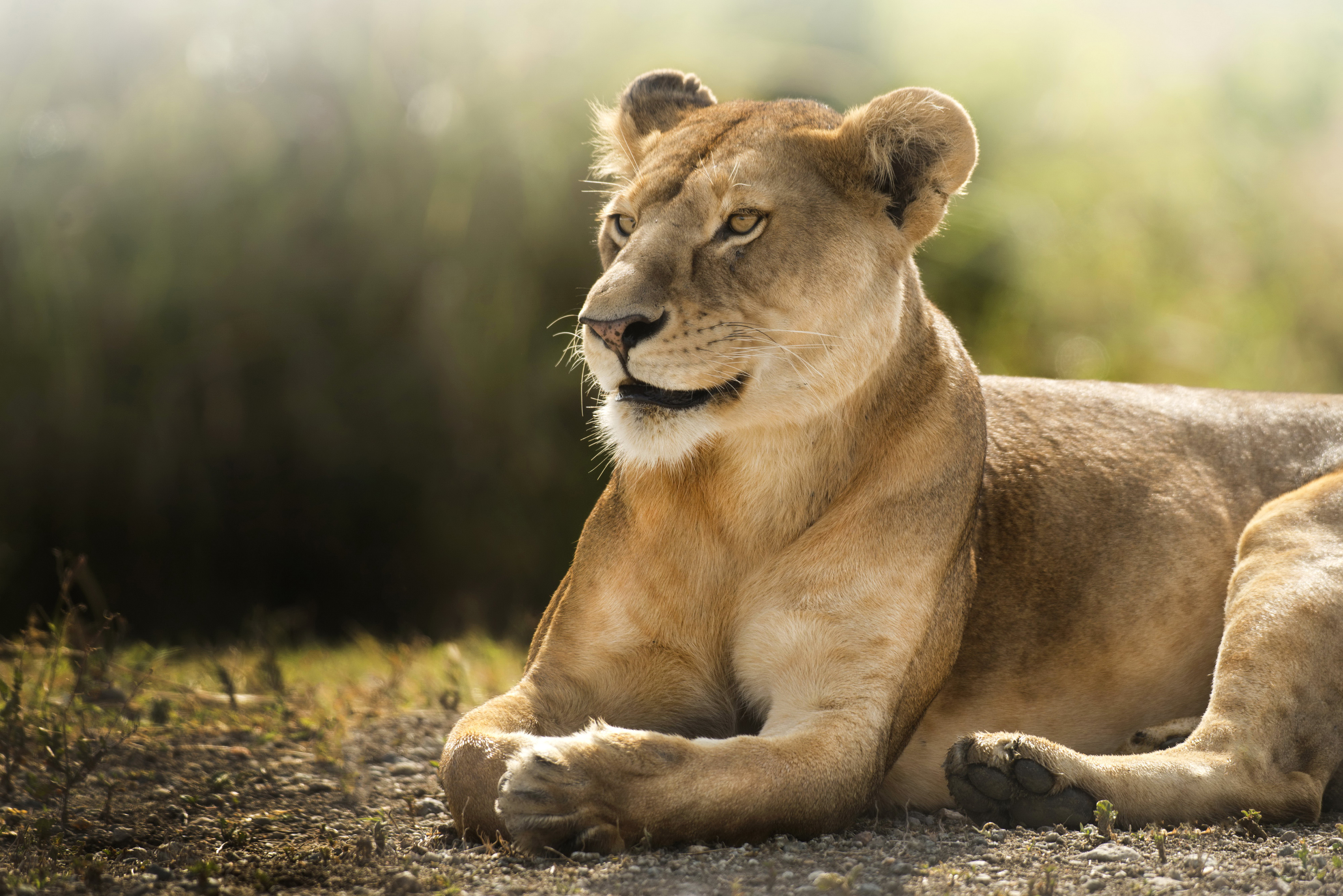 Wallpaper Lioness, African lion, Wild, 4K, Animals, #11746