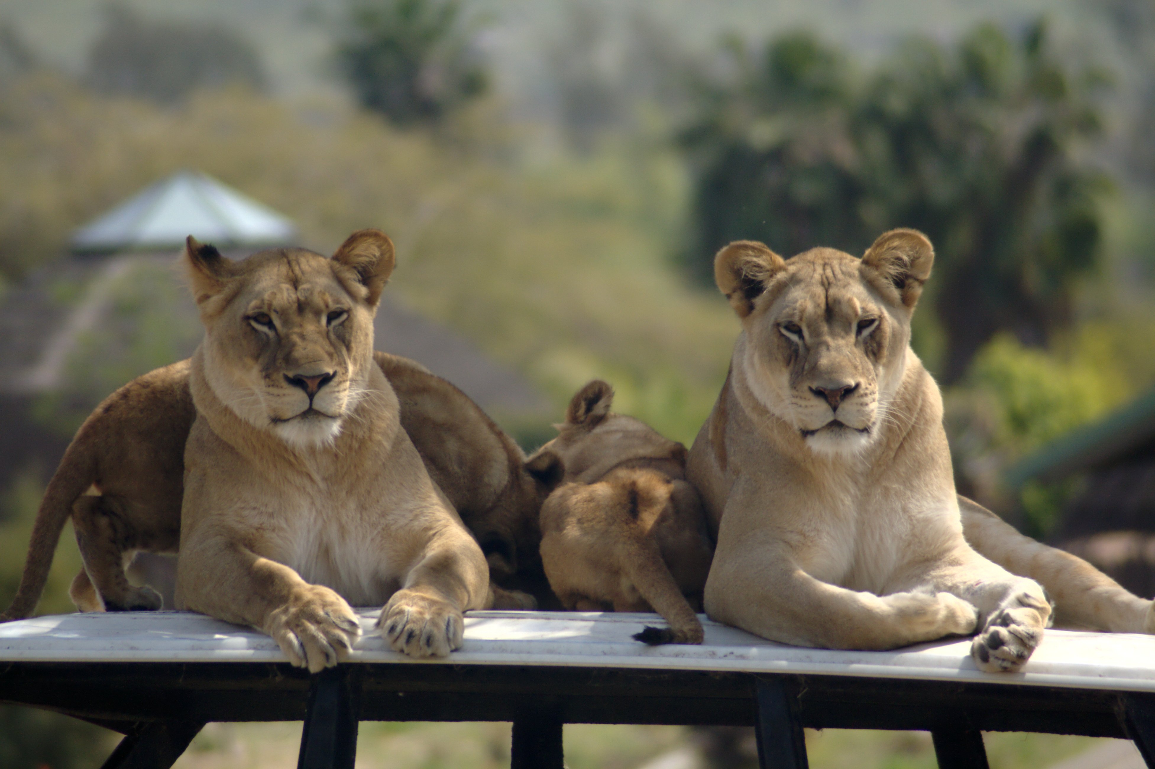 File:African lions at SD WAP.jpg - Wikimedia Commons