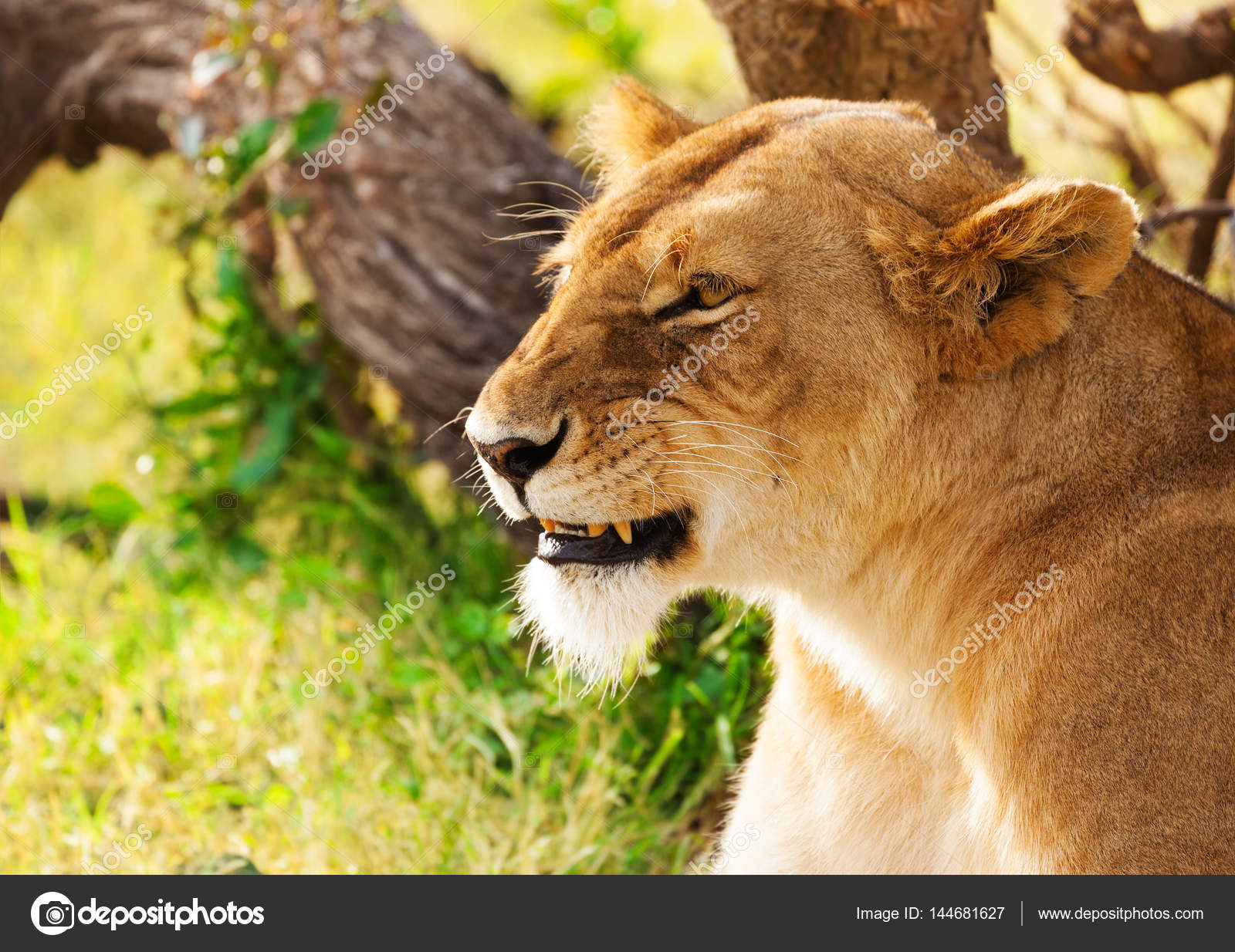 Beautiful African lioness on nature — Stock Photo © serrnovik #144681627