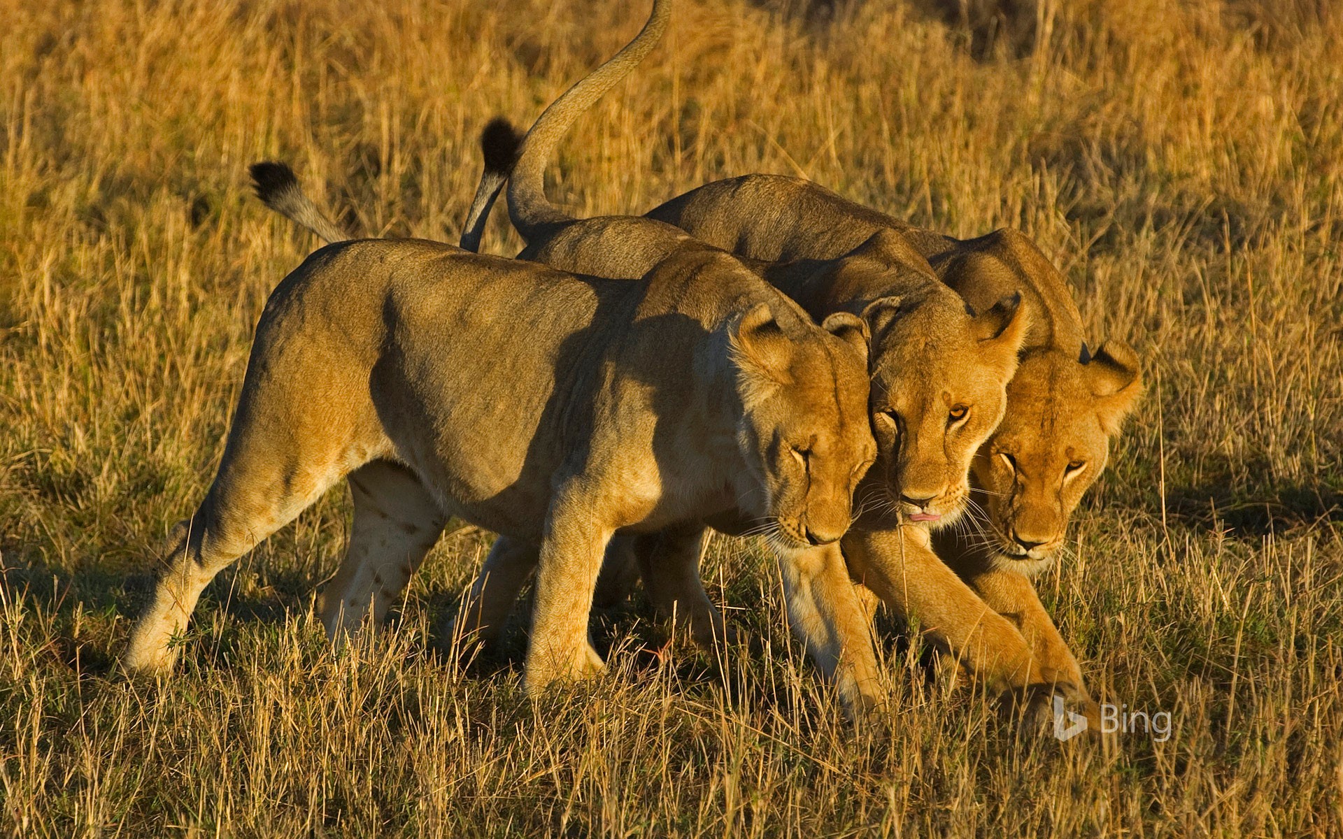 African lionesses in Masai Mara National Reserve, Kenya - DanyChrys ...