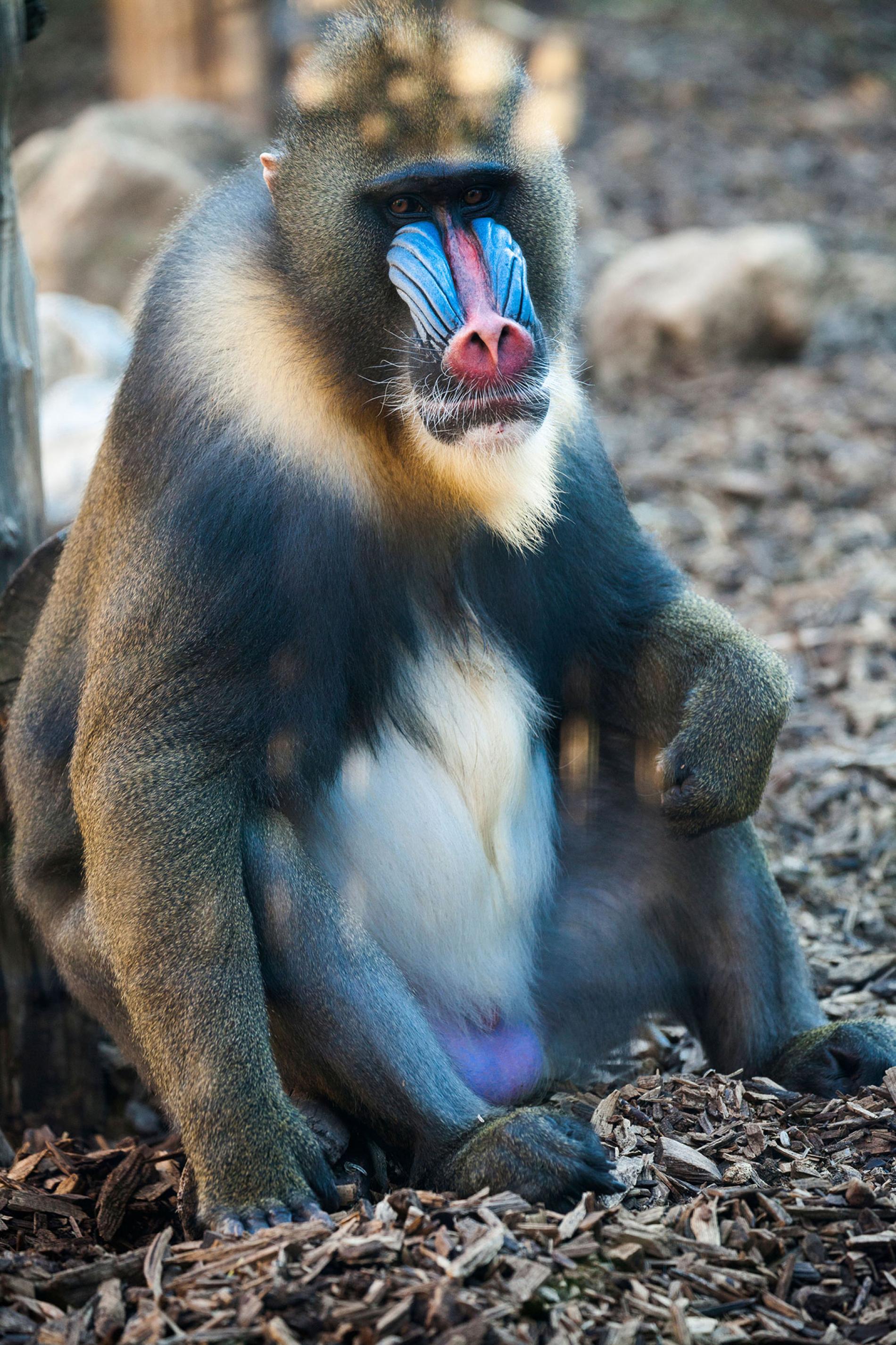 Some Monkeys Have Blue Testicles—Here's Why