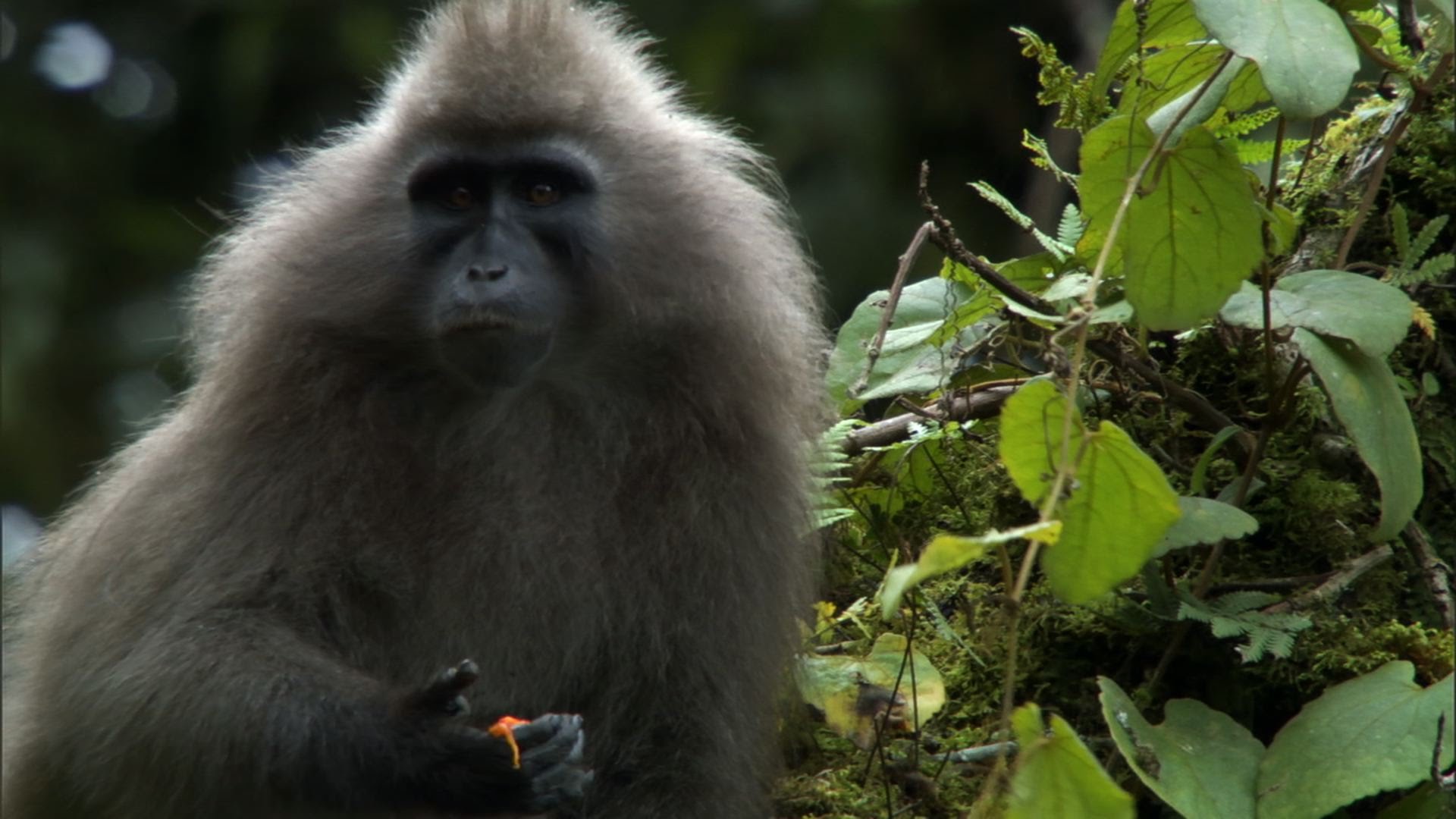The Mysterious Kipunji Monkey | The Great Rift: Africa's Wild Heart ...