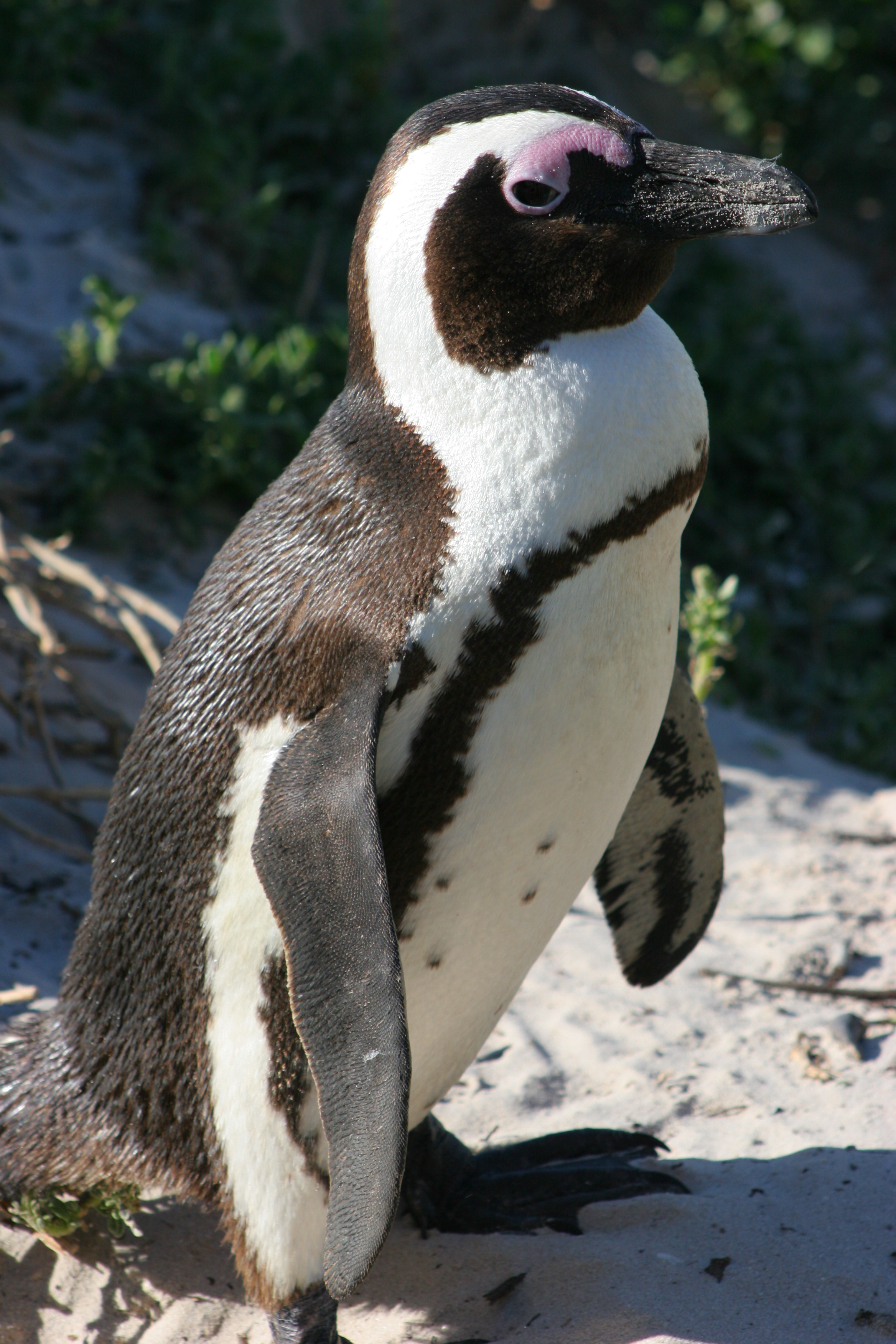 File:African penguin - sb616.JPG - Wikimedia Commons