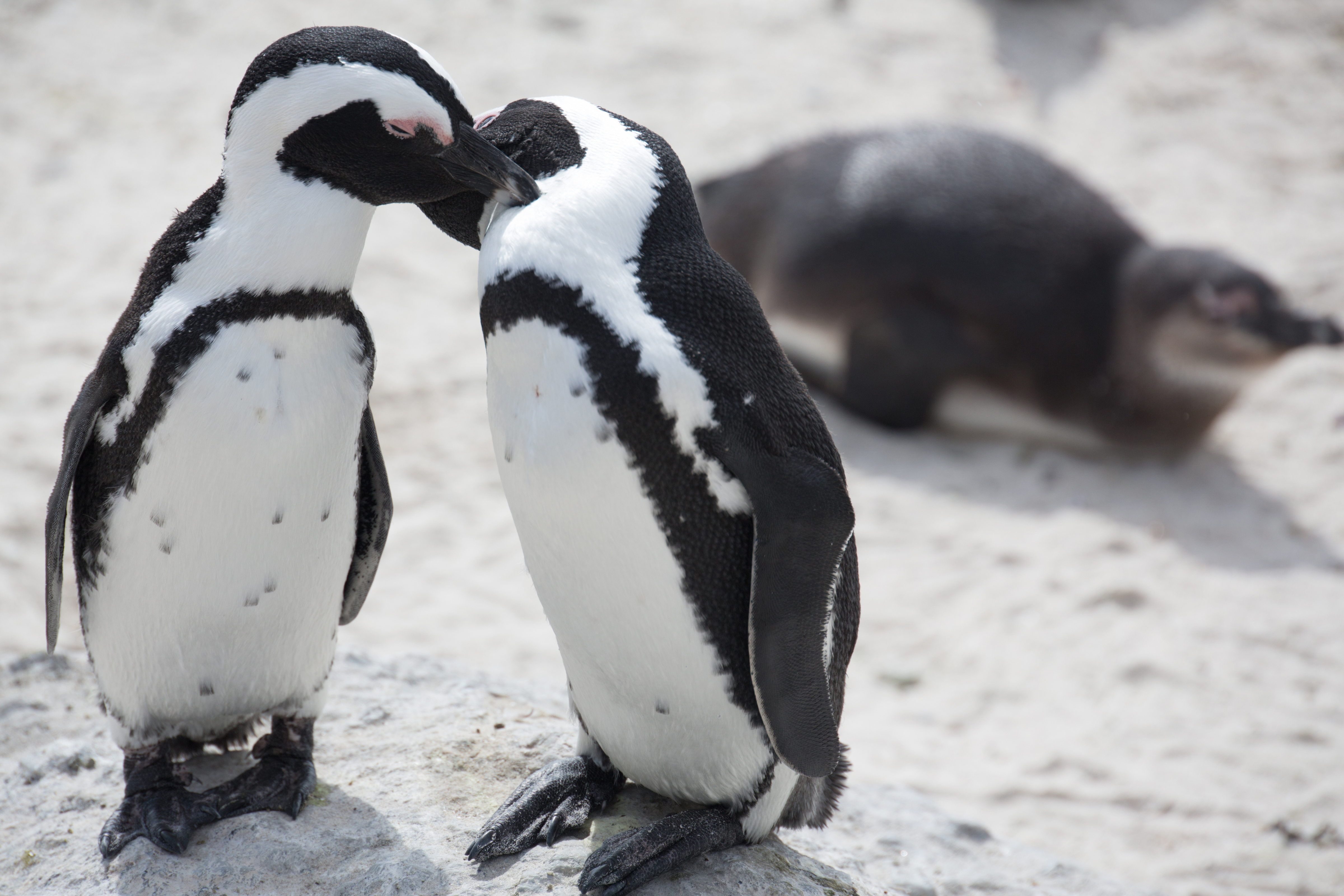 African Penguins Are Endangered, But There Is A Way To Help Them!