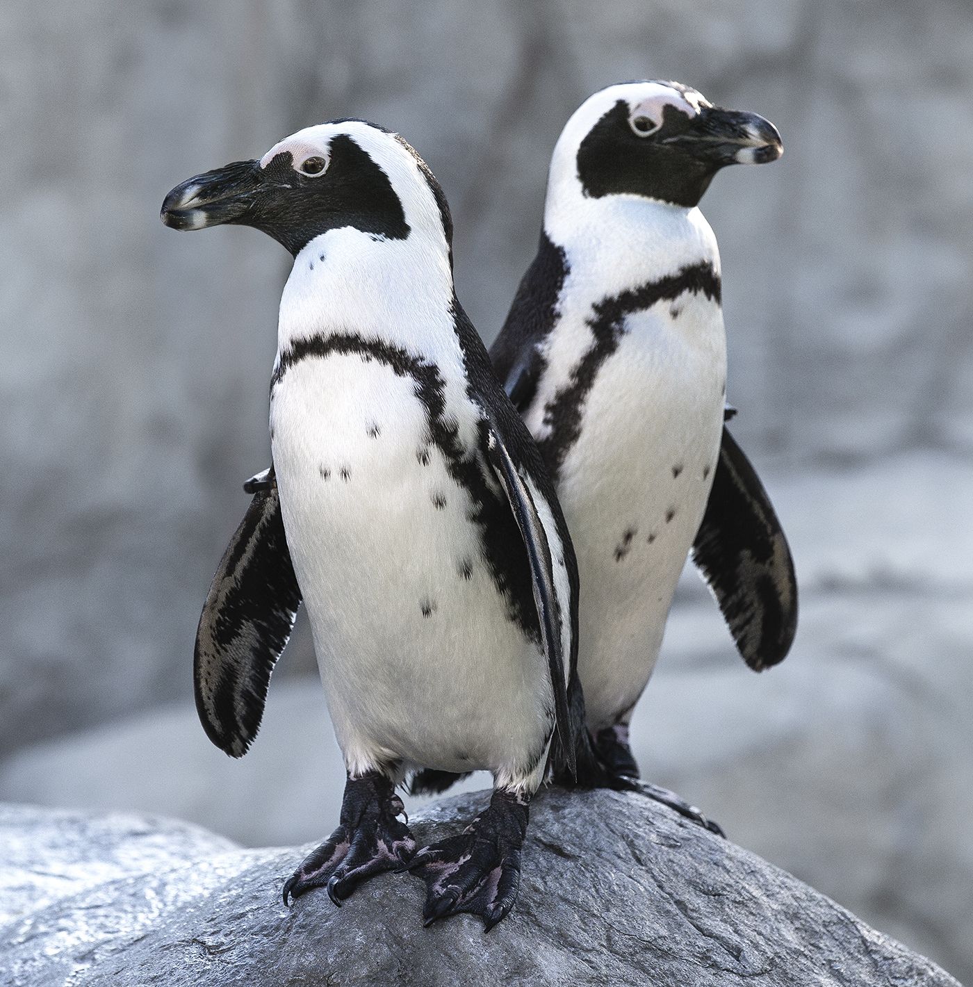 The endangered African penguin is a warm-weather species found along ...