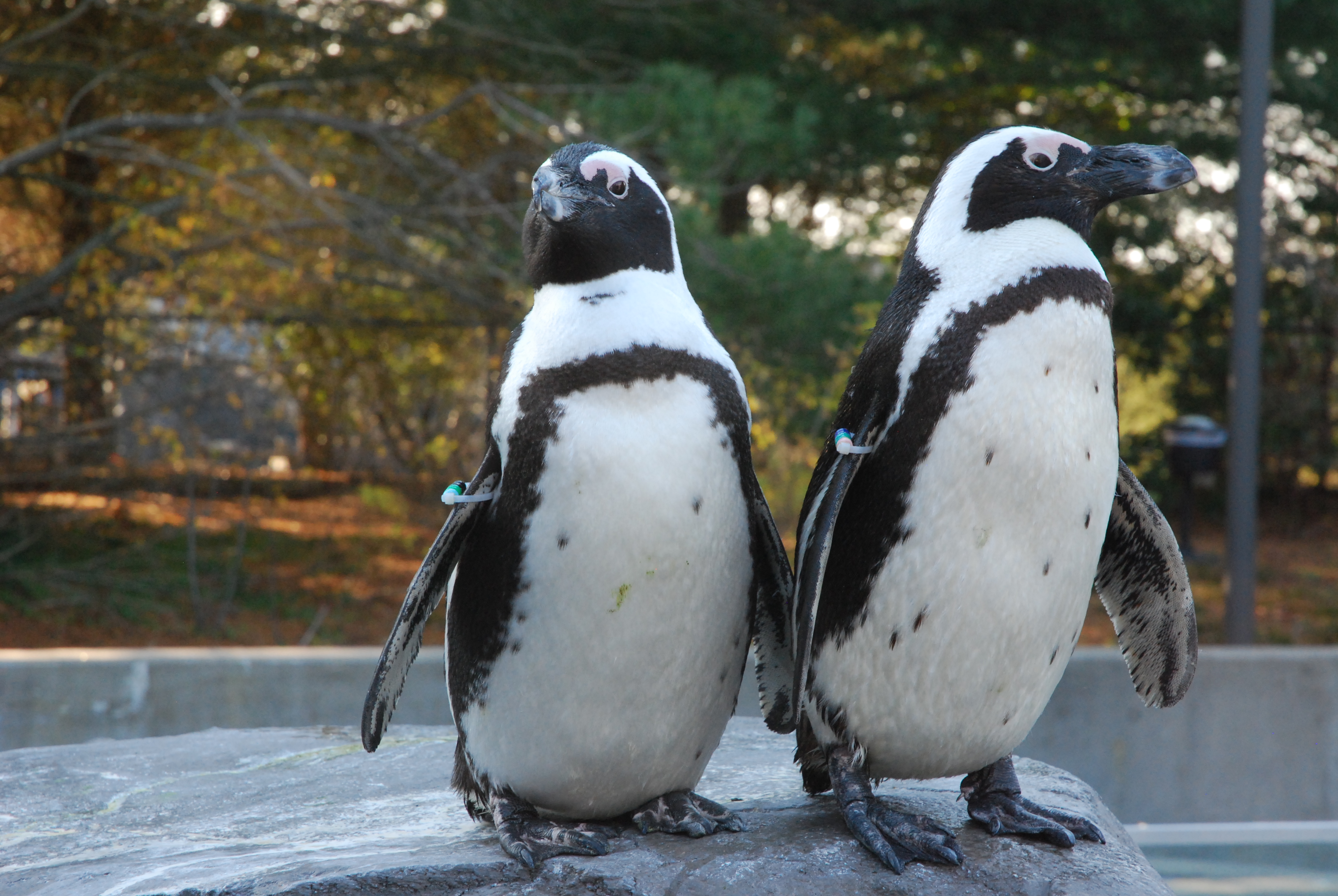 Zoos and Aquaria on a Mission to Save the African Penguin - Mystic ...