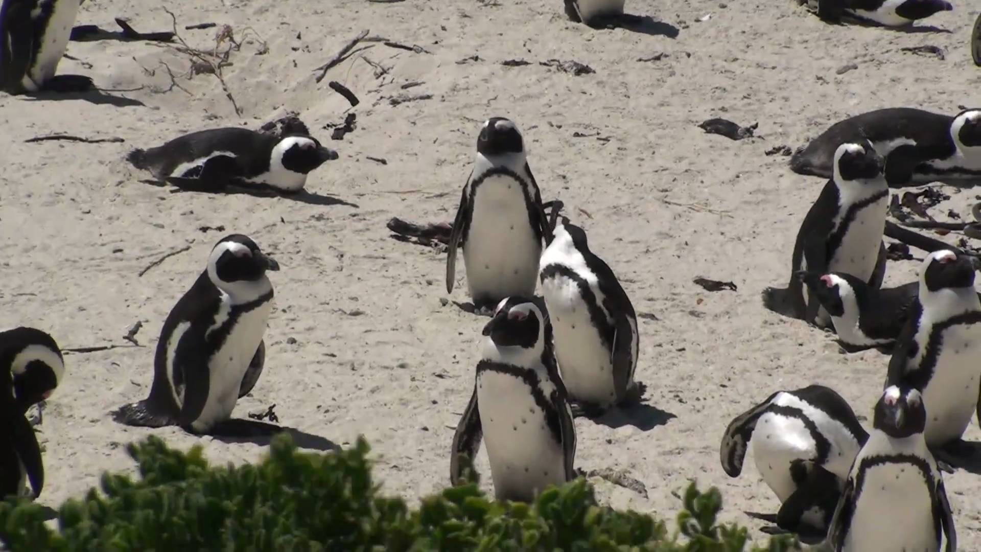 African Penguin Colony - Simon's Town - YouTube