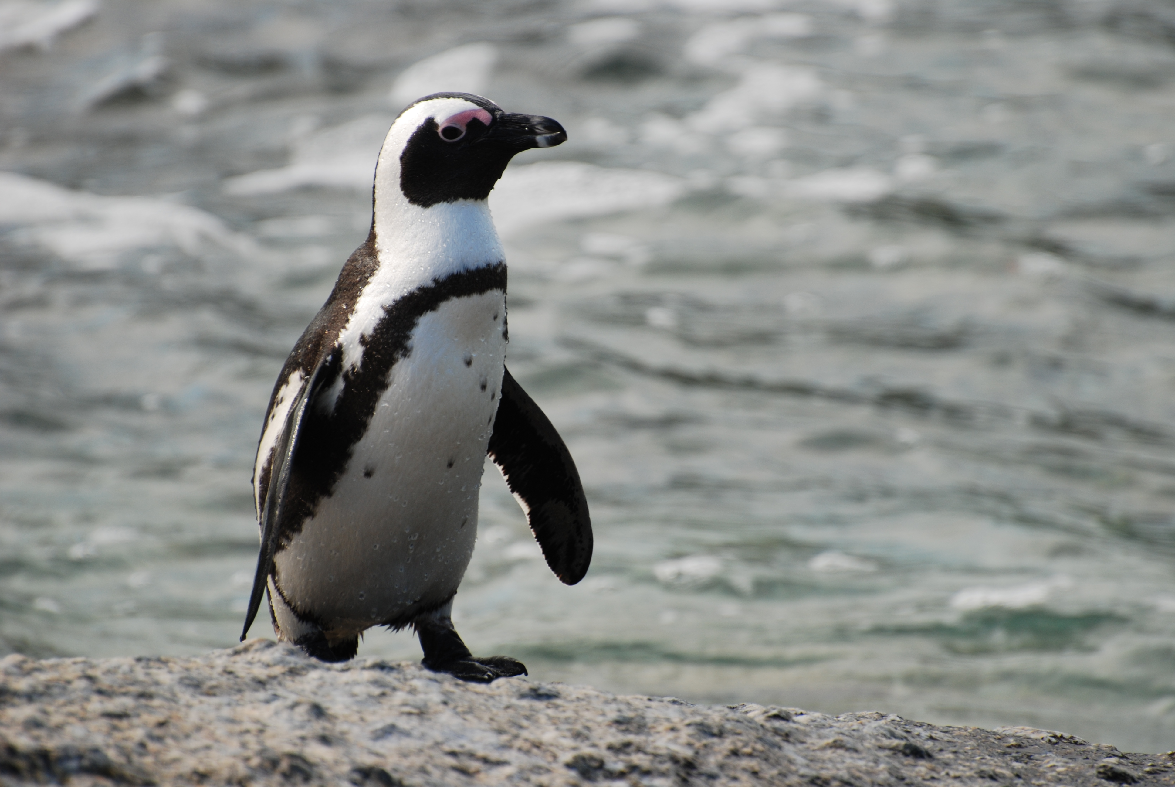 African penguin photo