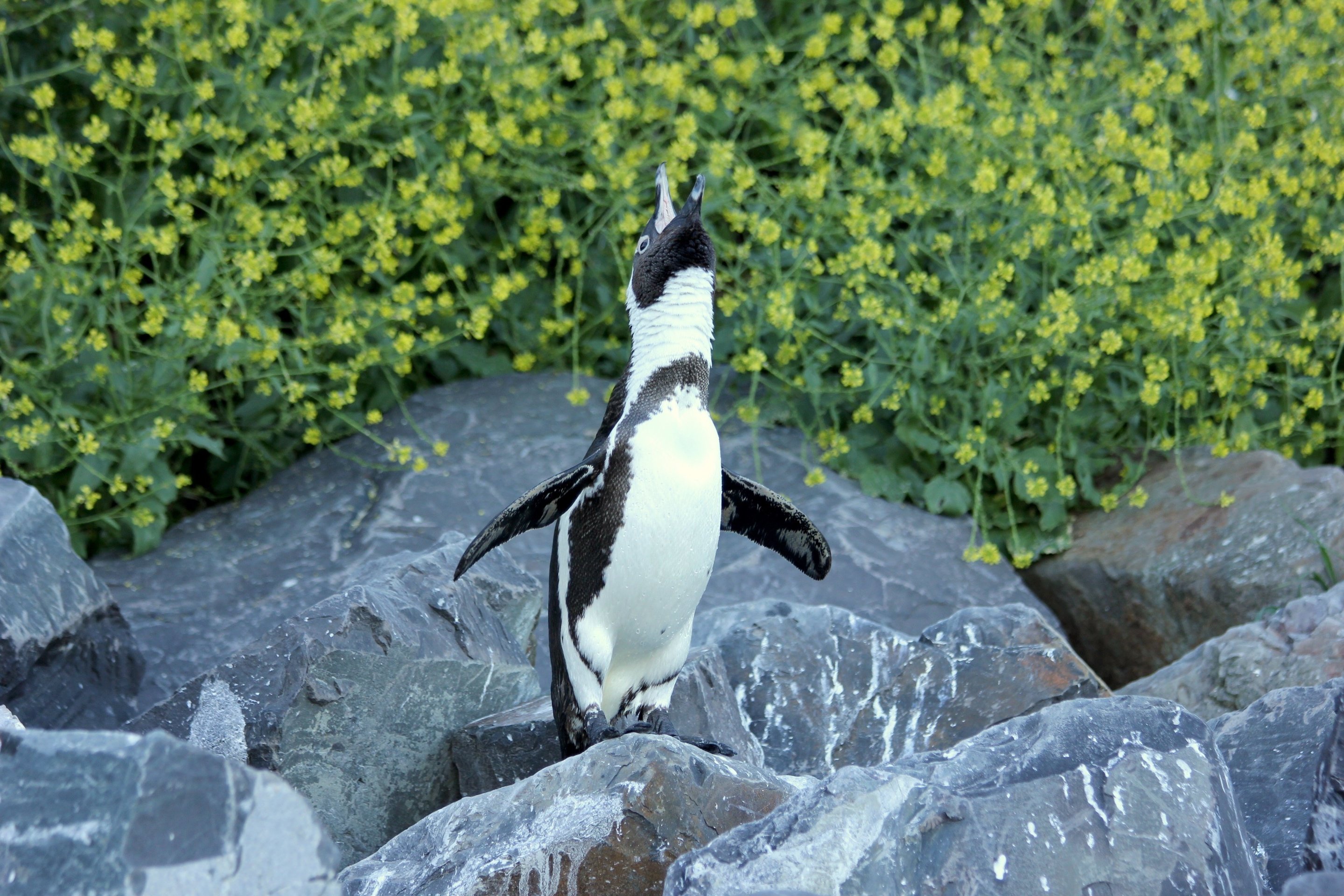 Scientists team up on study to save endangered African Penguins