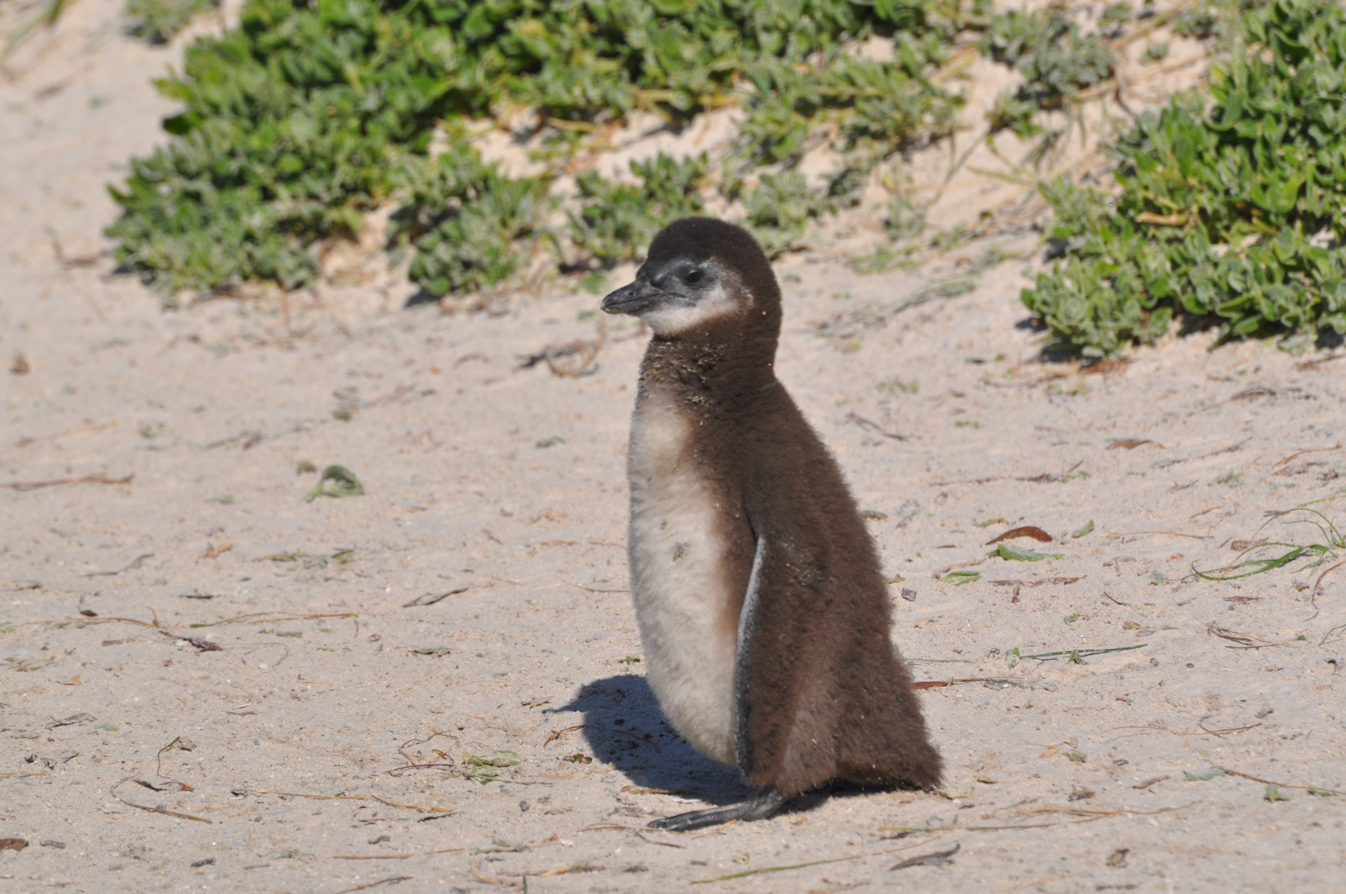 Penguins in South Africa: See Them and Adopt Them!