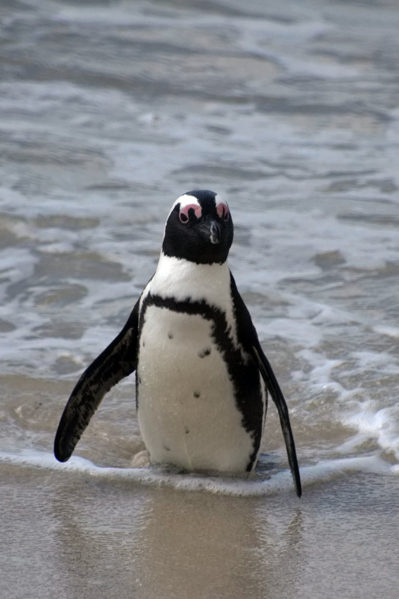 Vanishing African Penguin, Threatened by Climate Change and Fishing ...