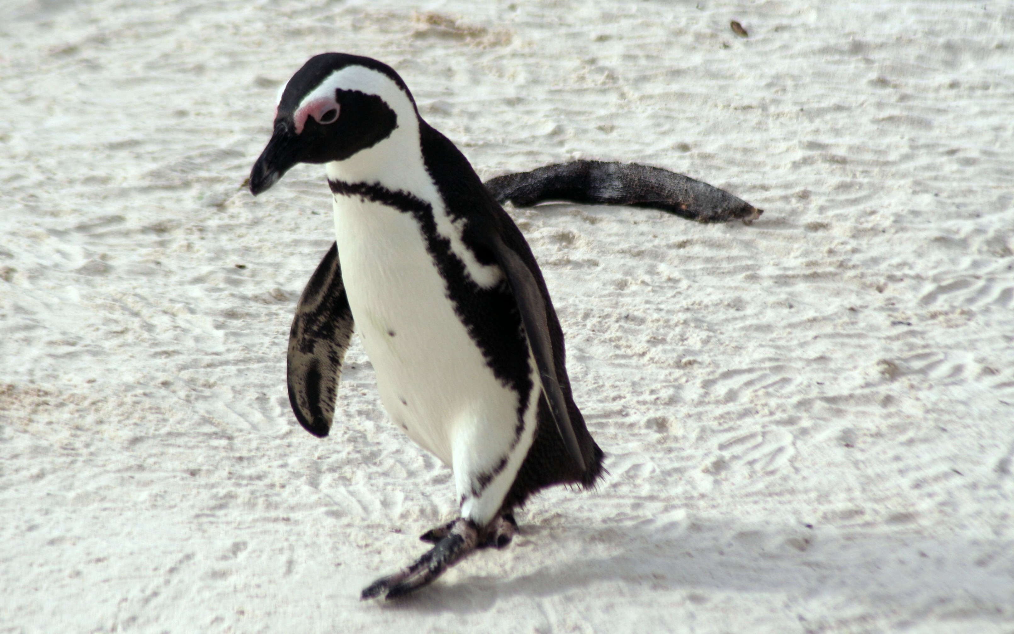 African Penguin - Facts, Habitat, Pictures, Behavior, Information ...