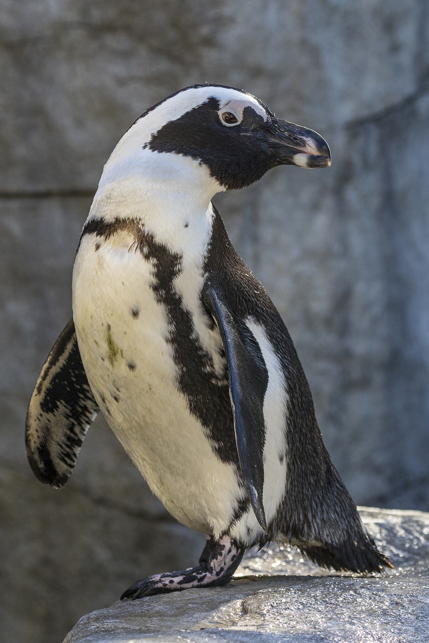 A New Habitat for Endangered African Penguins – ZOONOOZ