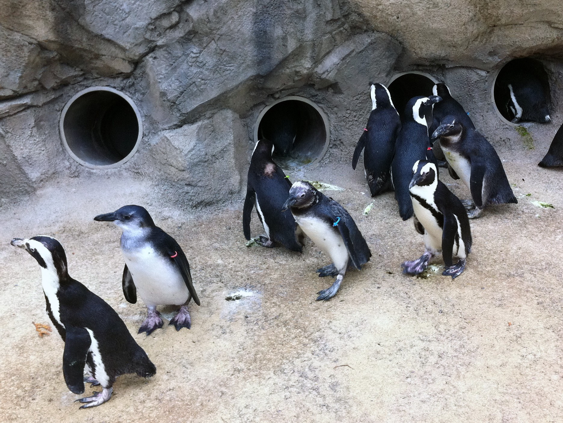African Penguin - Seneca Park Zoo