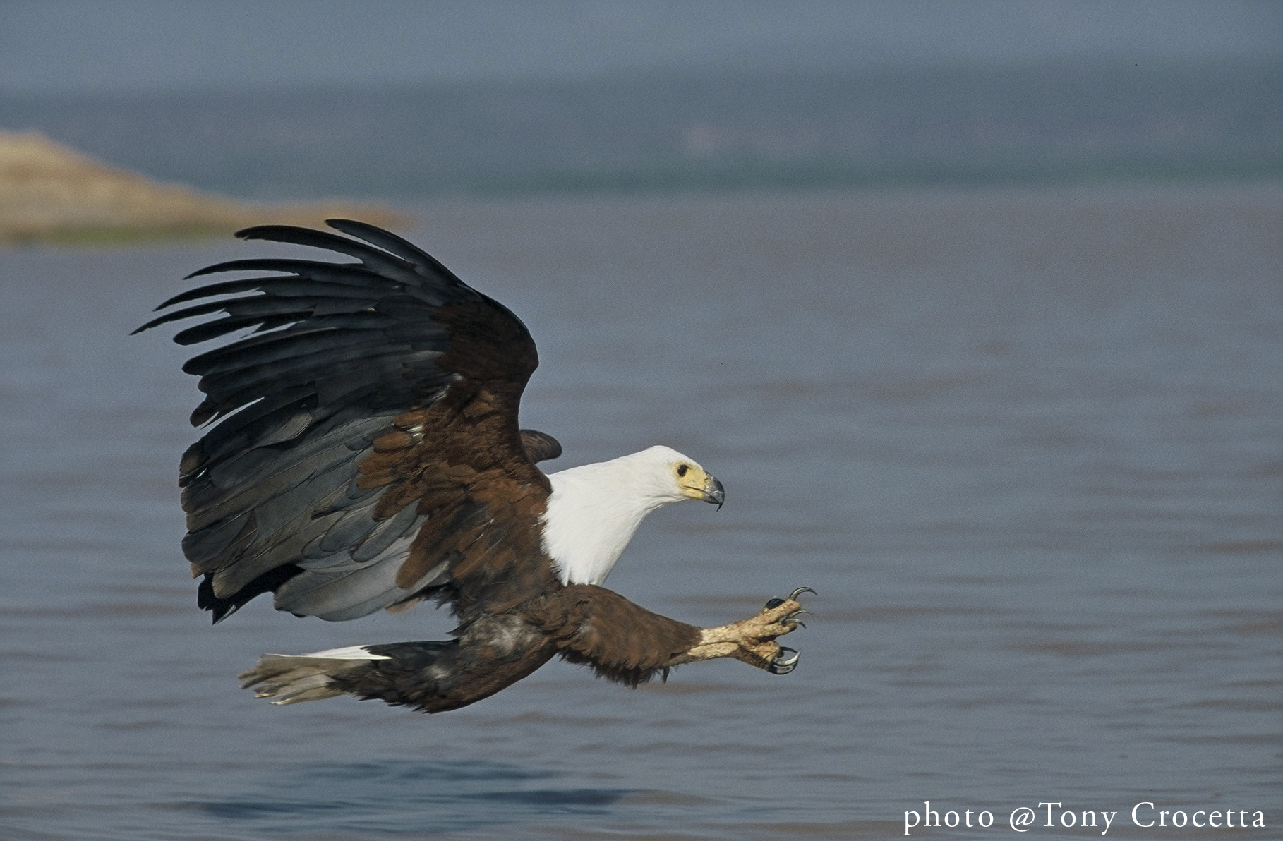 The African Fish Eagle: endangered by pesticide – Kenya Birding