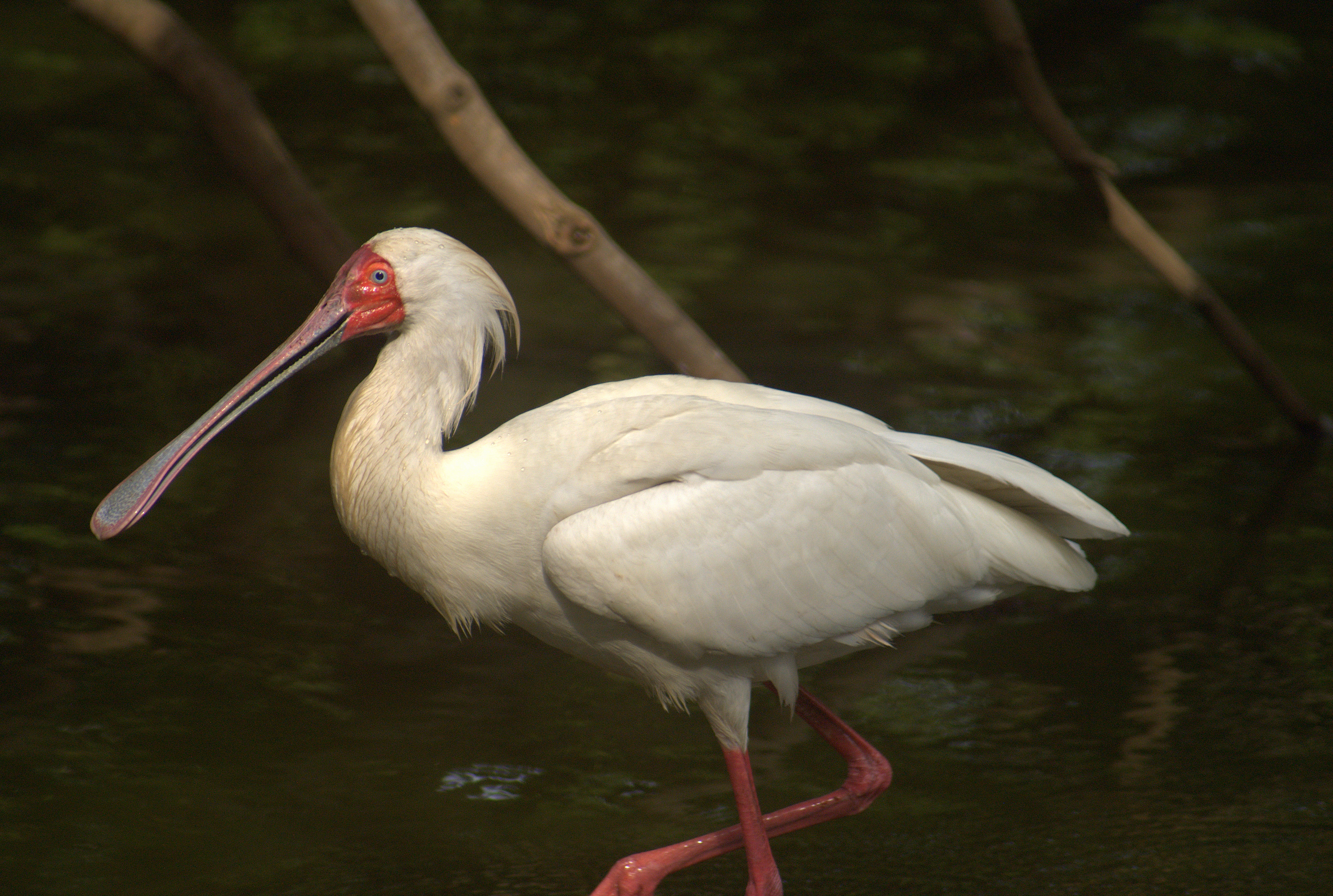 File:African Spoonbill 2.jpg - Wikimedia Commons